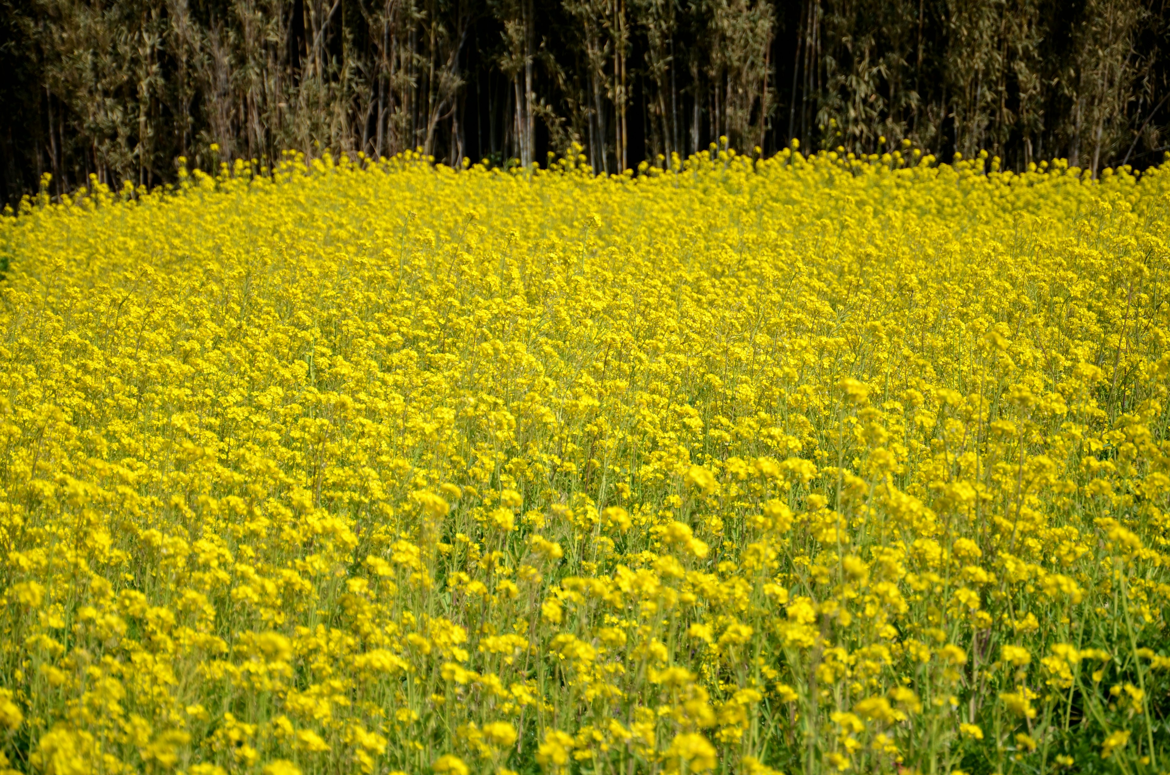 Amplio campo de flores amarillas vibrantes en floración