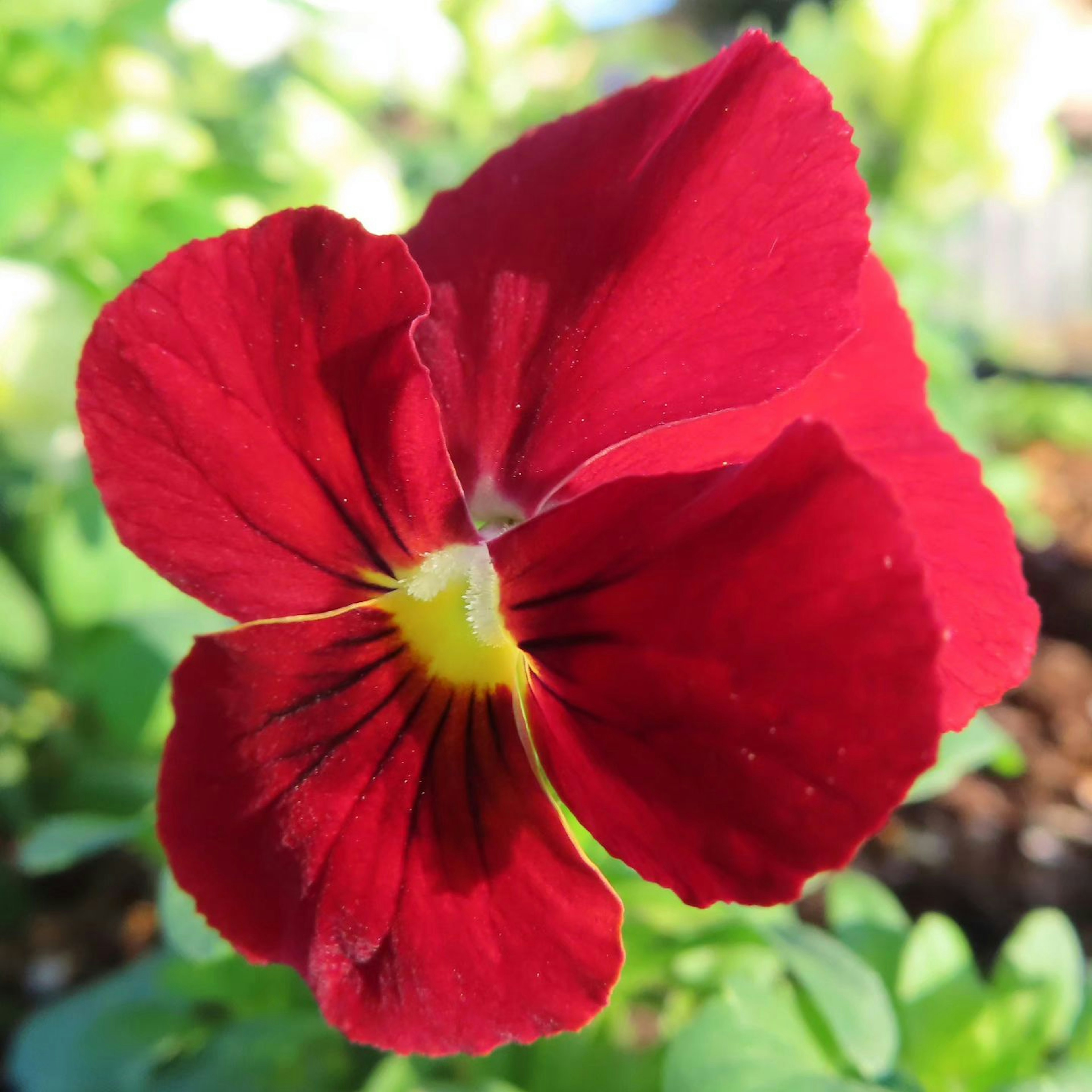 Vibrant red pansy flower blooming among green leaves