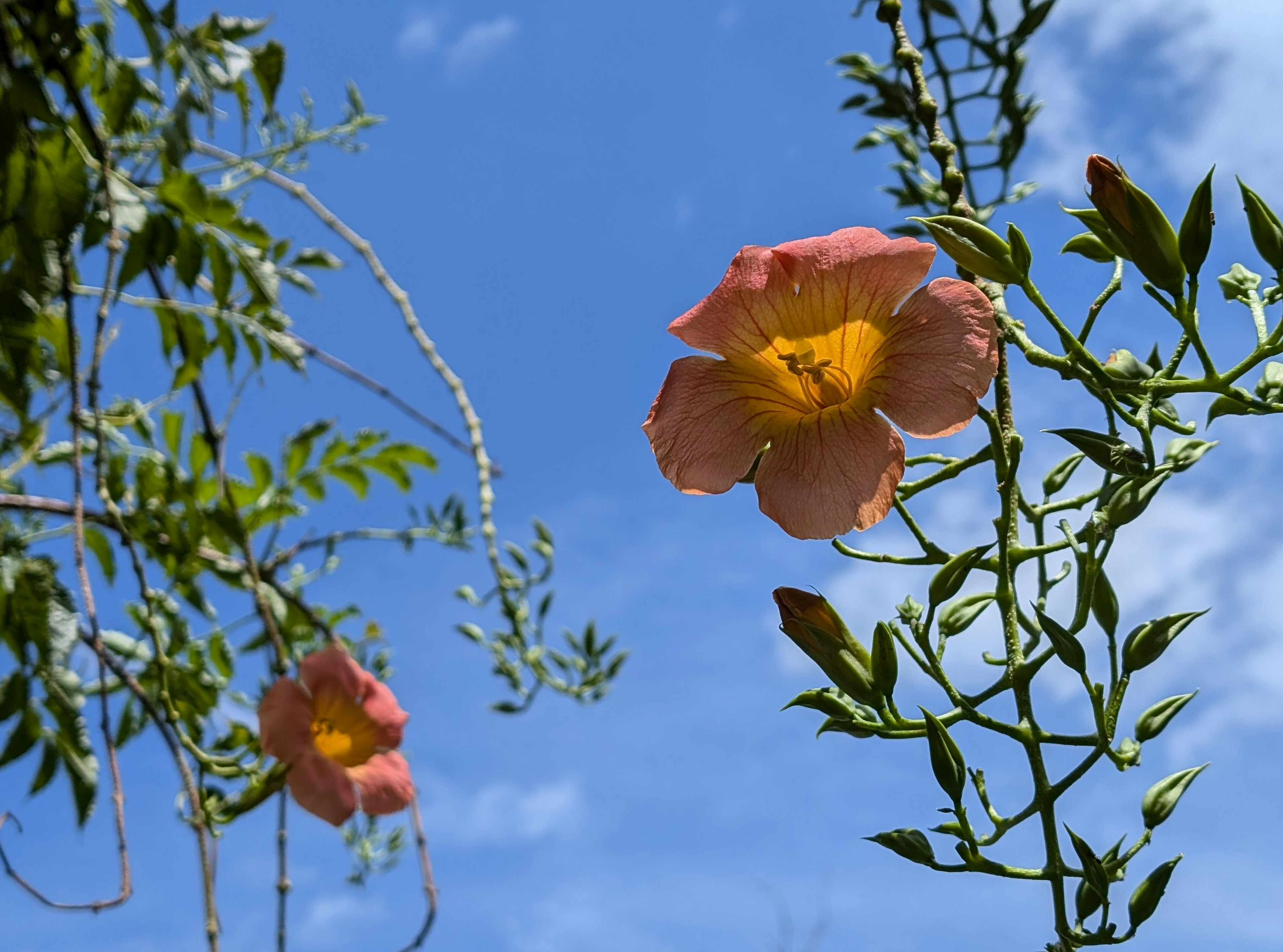 青空の下で咲くピンクの花と緑の葉