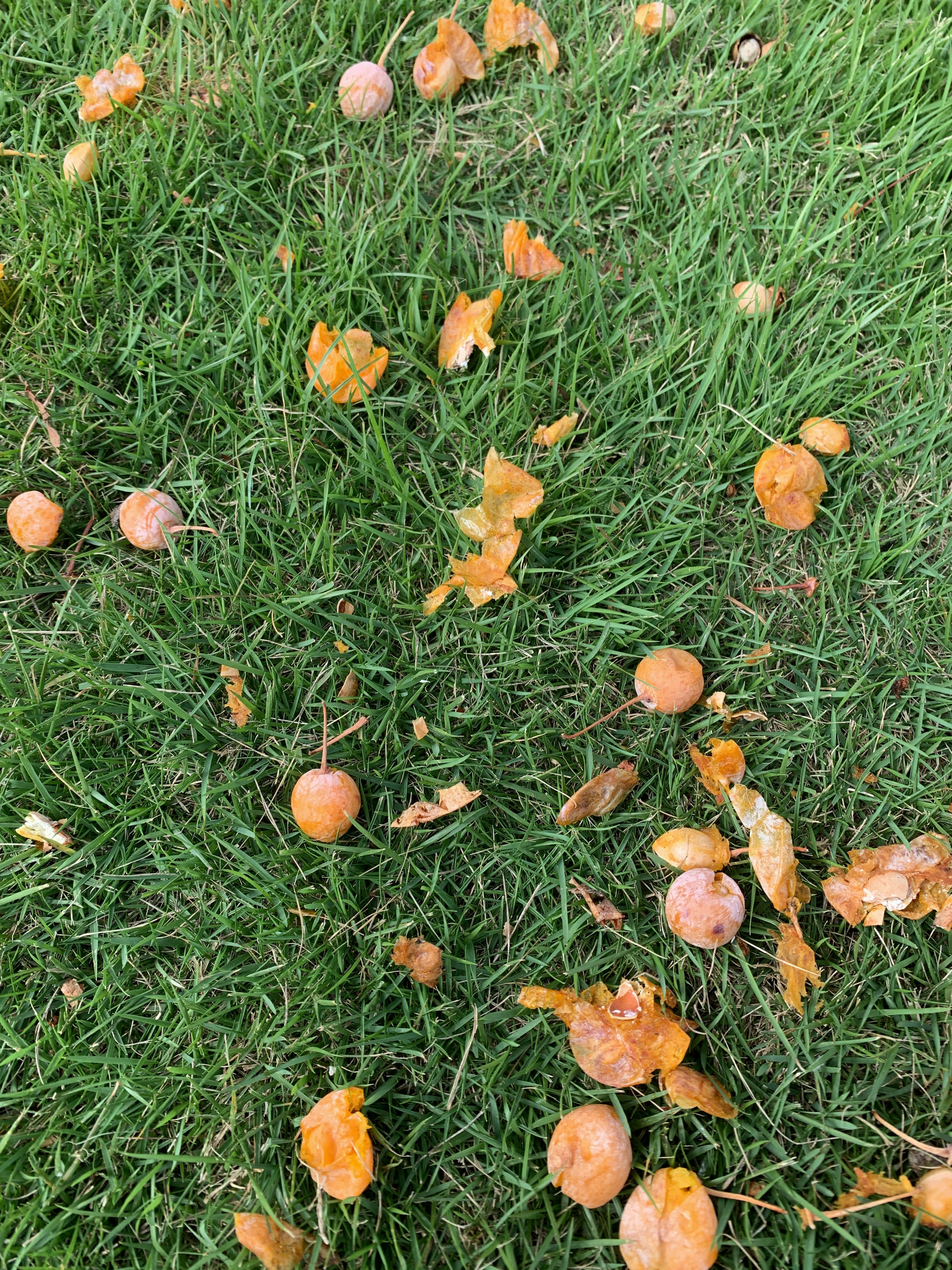 Feuilles orange et fruits tombés éparpillés sur l'herbe verte