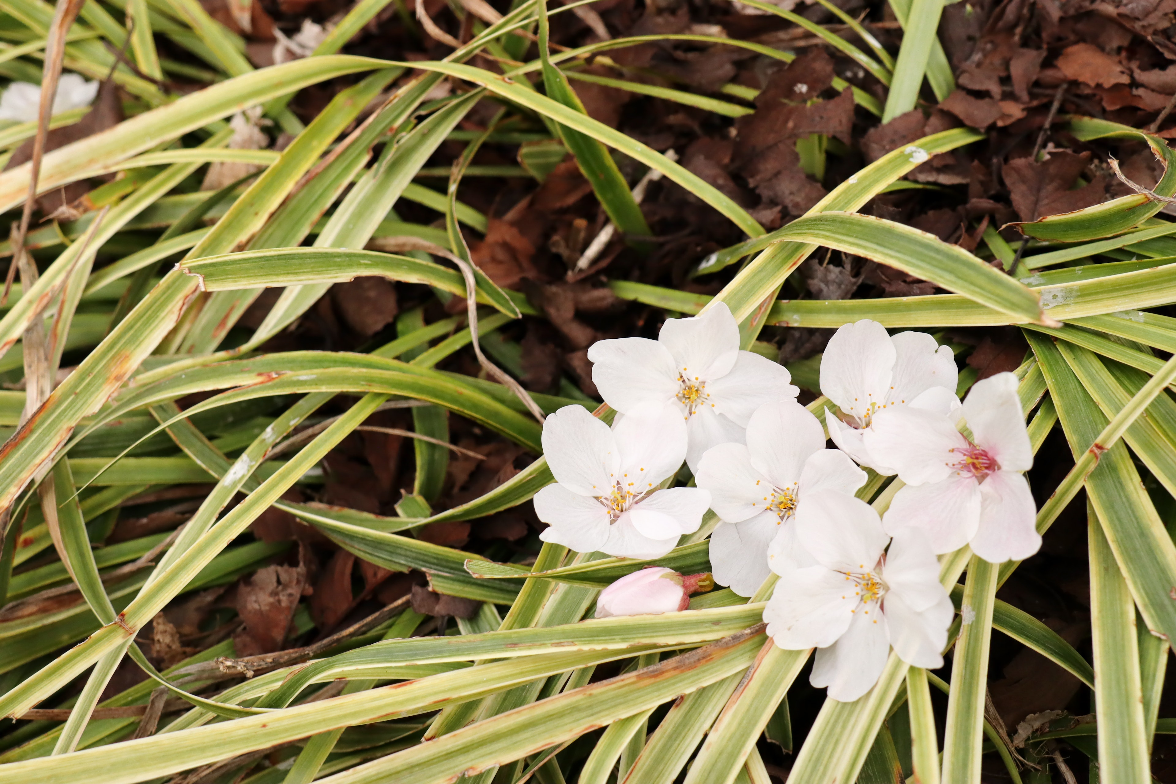 Fiori bianchi che sbocciano tra foglie verdi