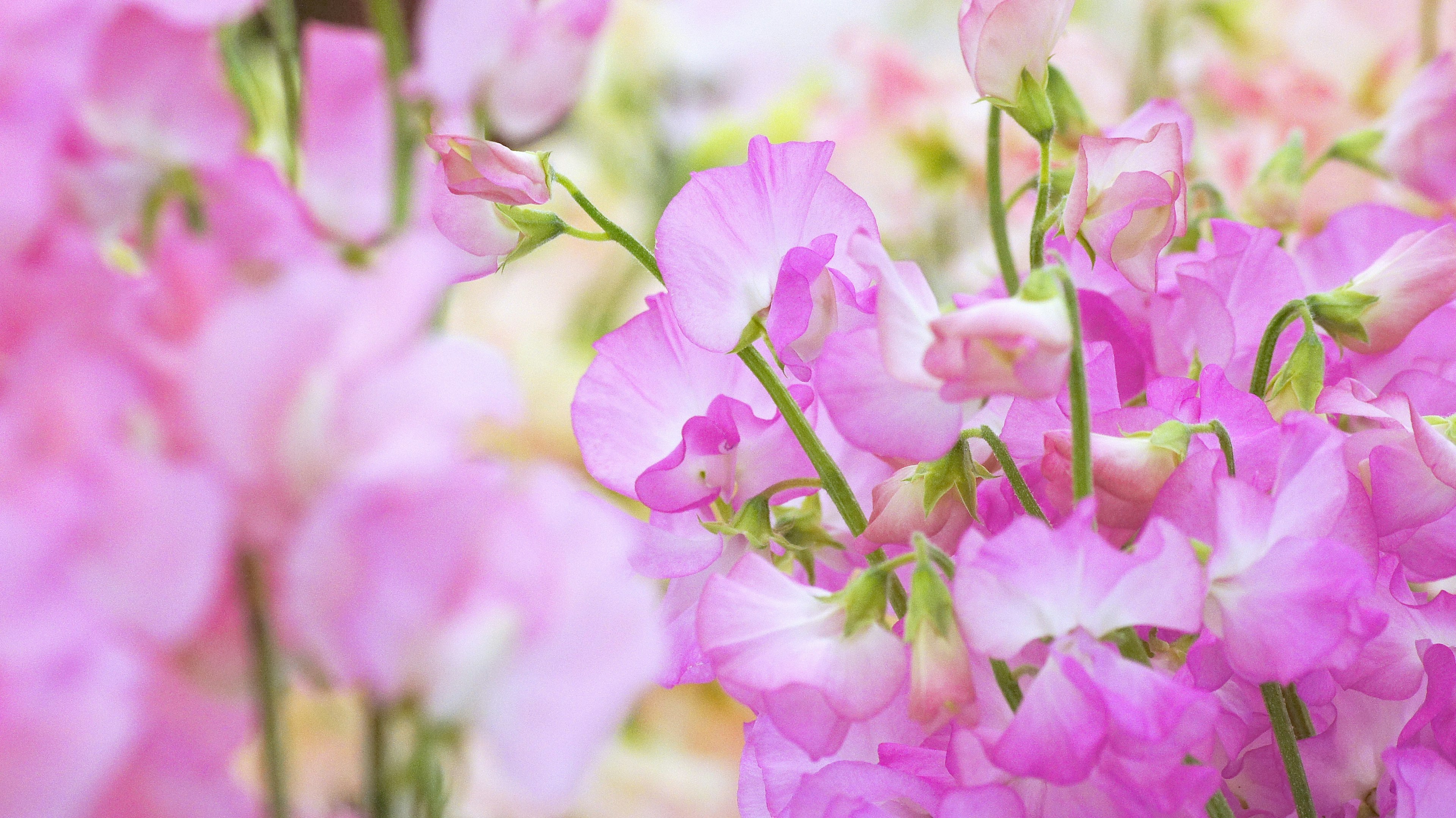 Beautiful scene of blooming pink sweet pea flowers