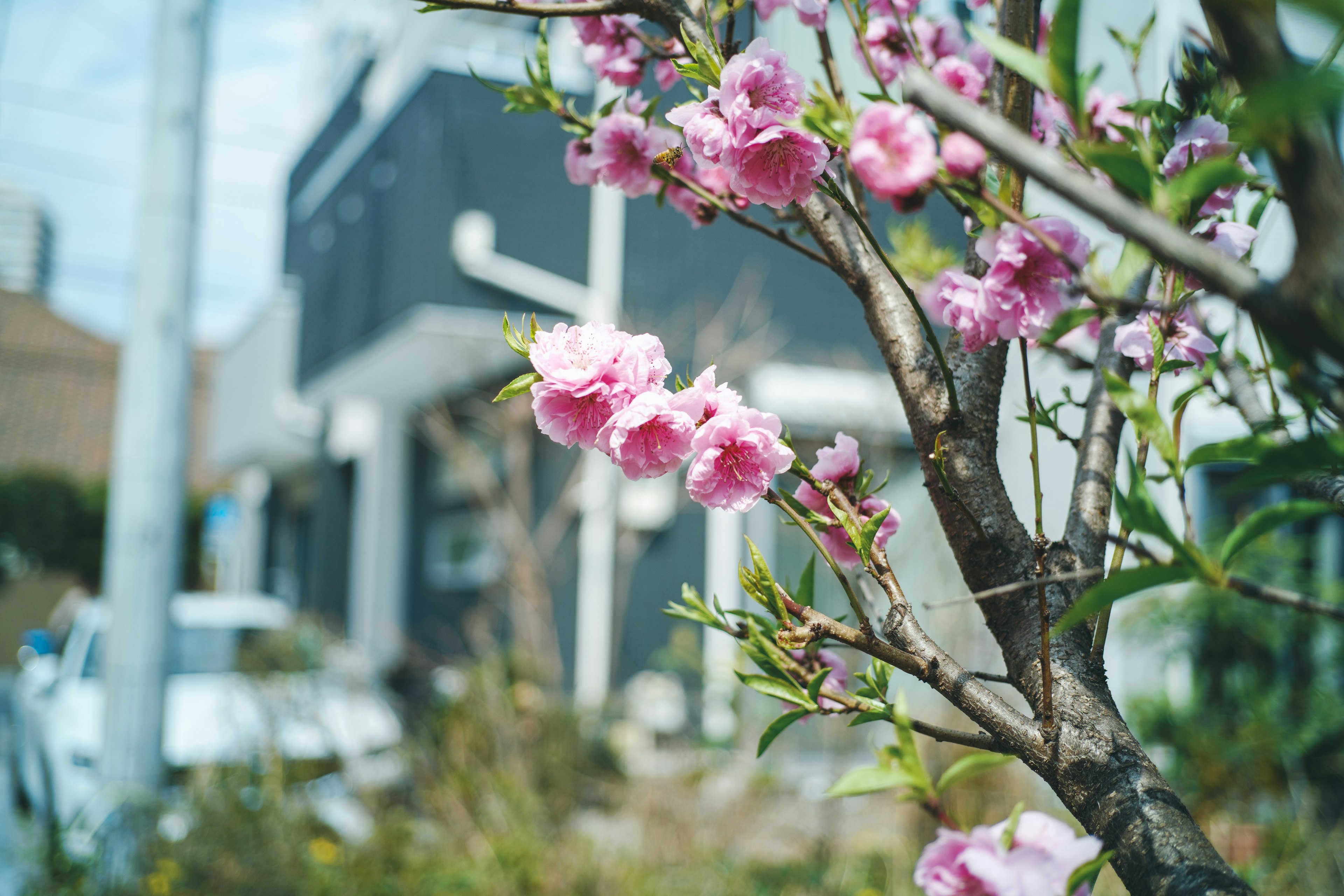 Kirschbaum mit rosa Blüten und einem modernen Gebäude im Hintergrund