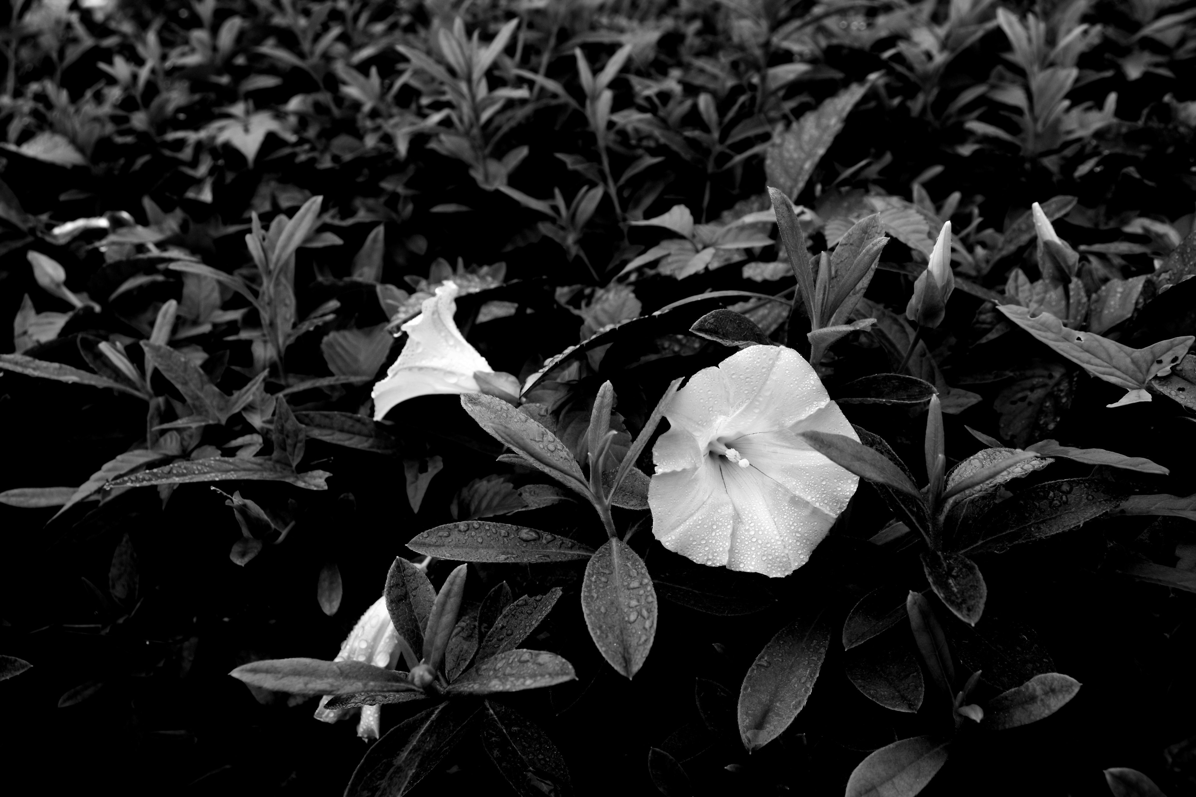 Black and white image featuring white flowers among dark green leaves