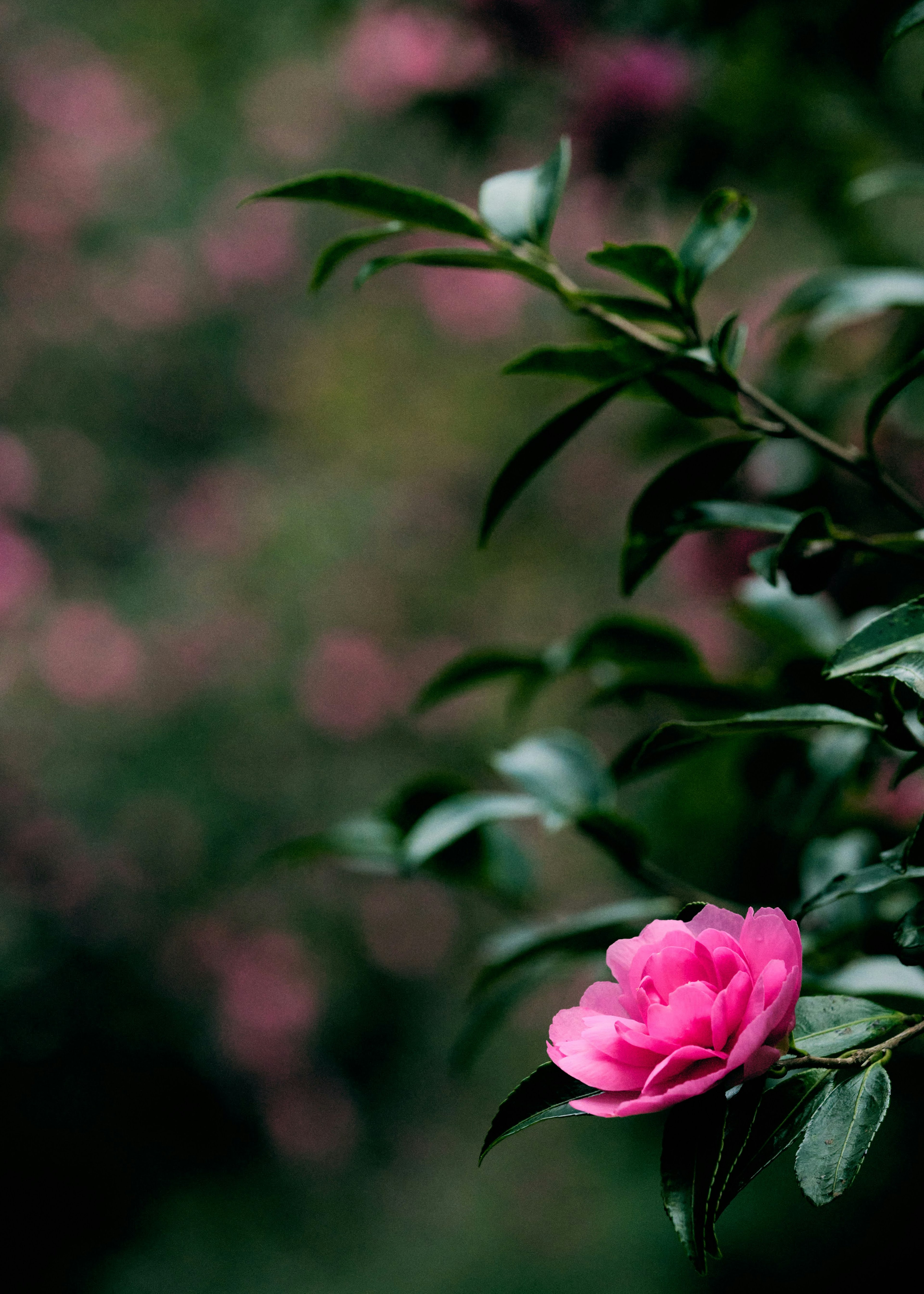 淡い緑の葉の間に咲くピンクの花のクローズアップ