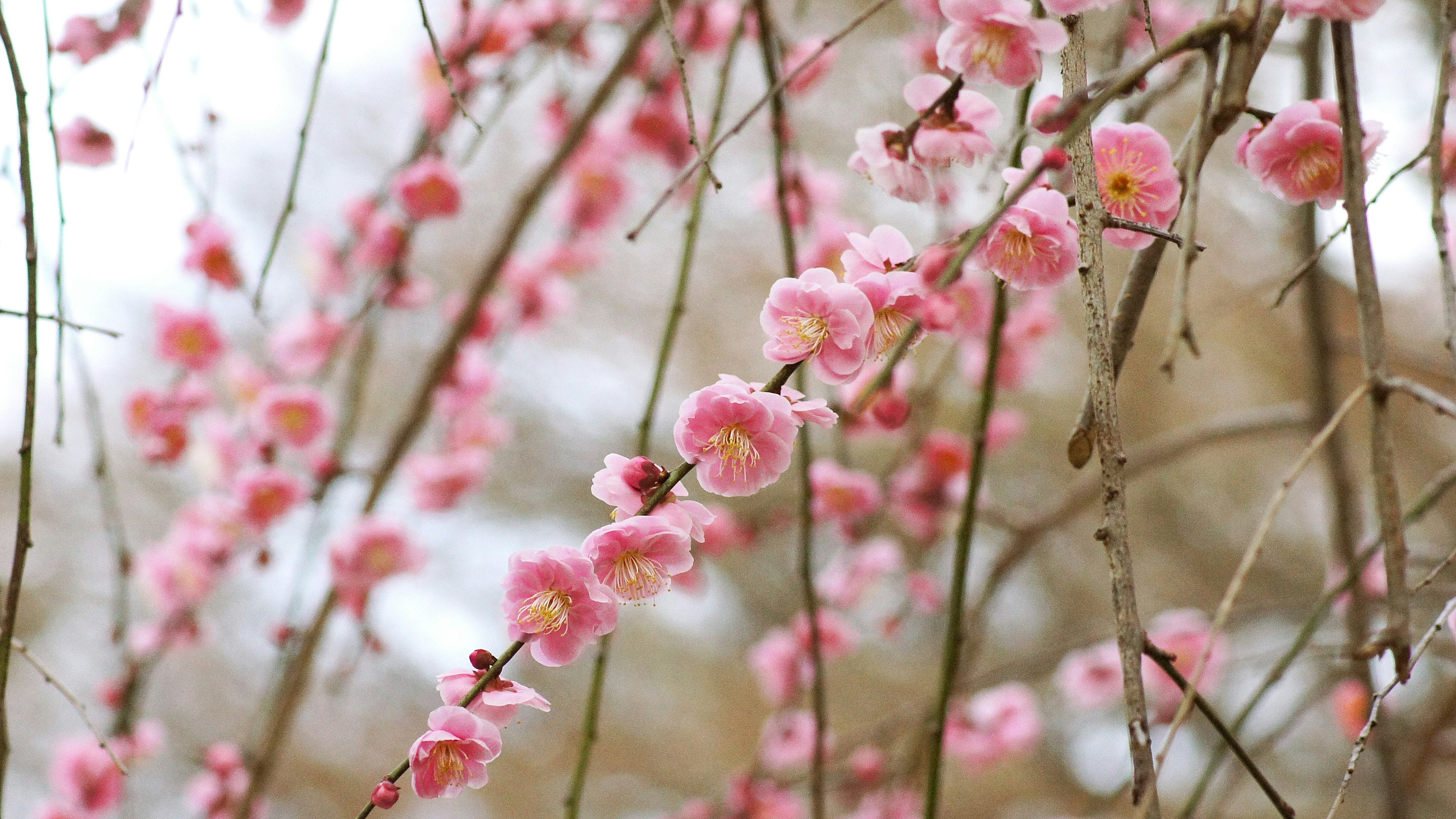 Branches of pink flowers blooming against a soft background