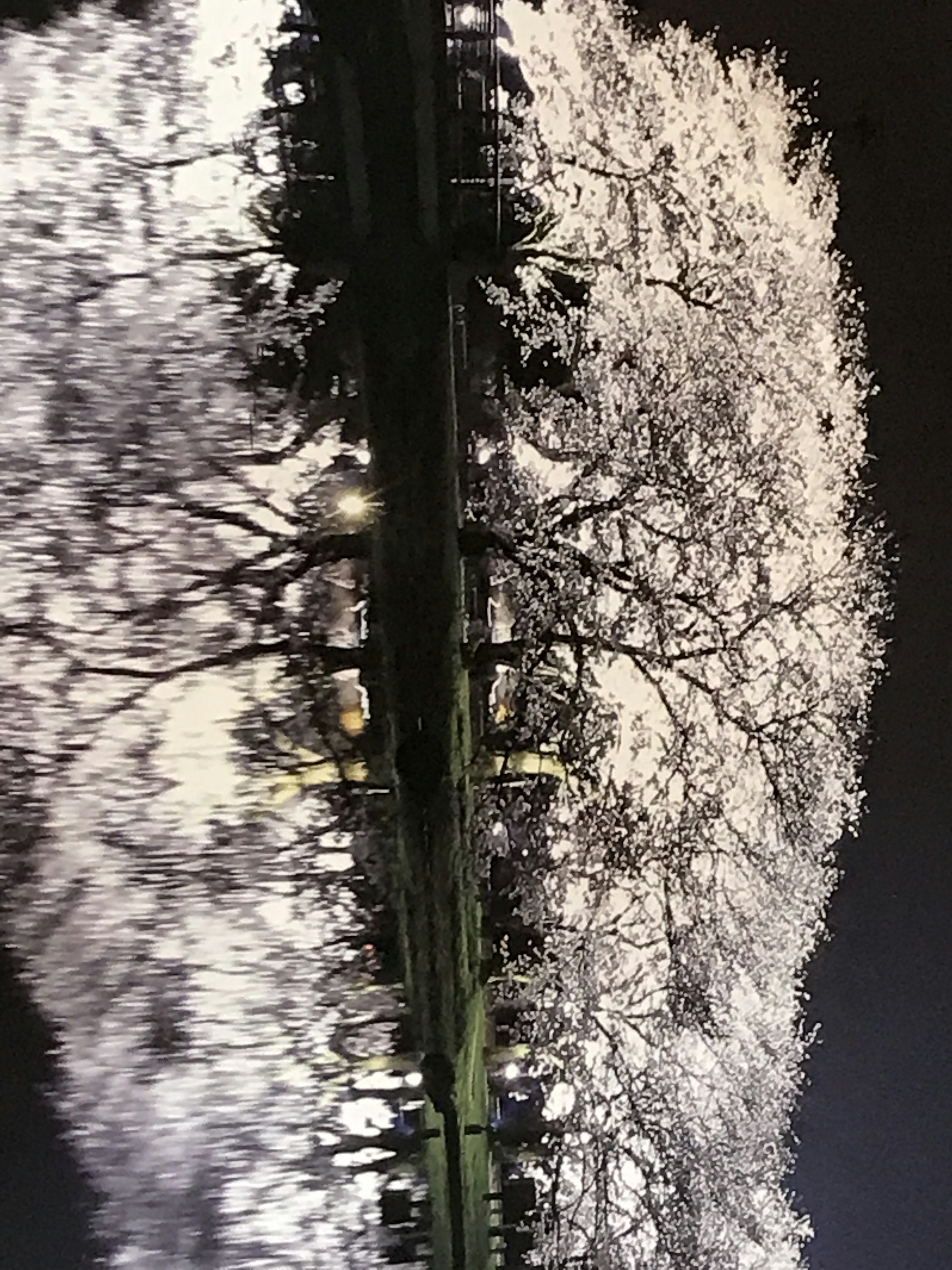 Contraste de los cerezos blancos contra un fondo oscuro en un parque de noche