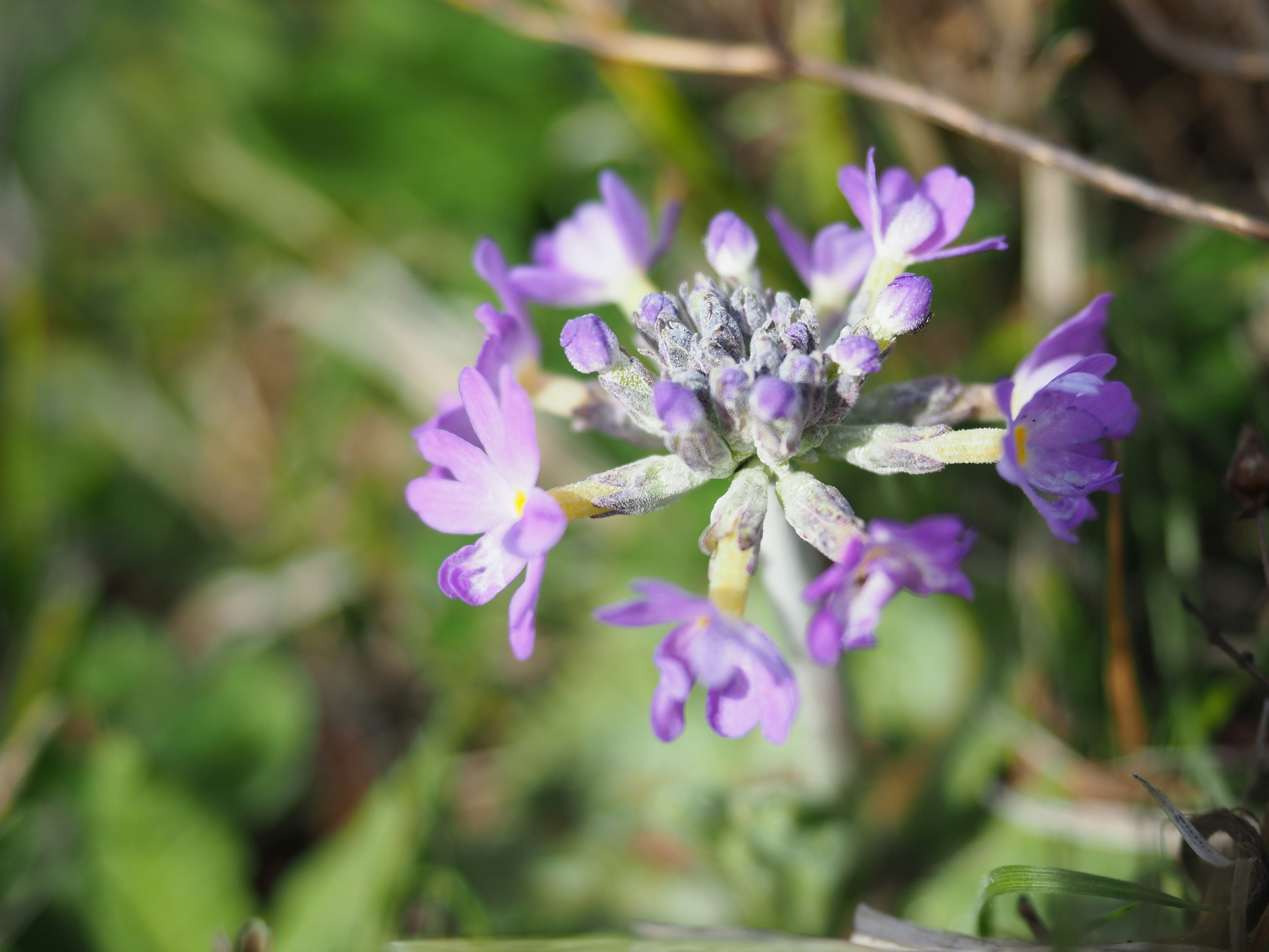 Eine lebhafte lila Blume blüht vor grünem Hintergrund