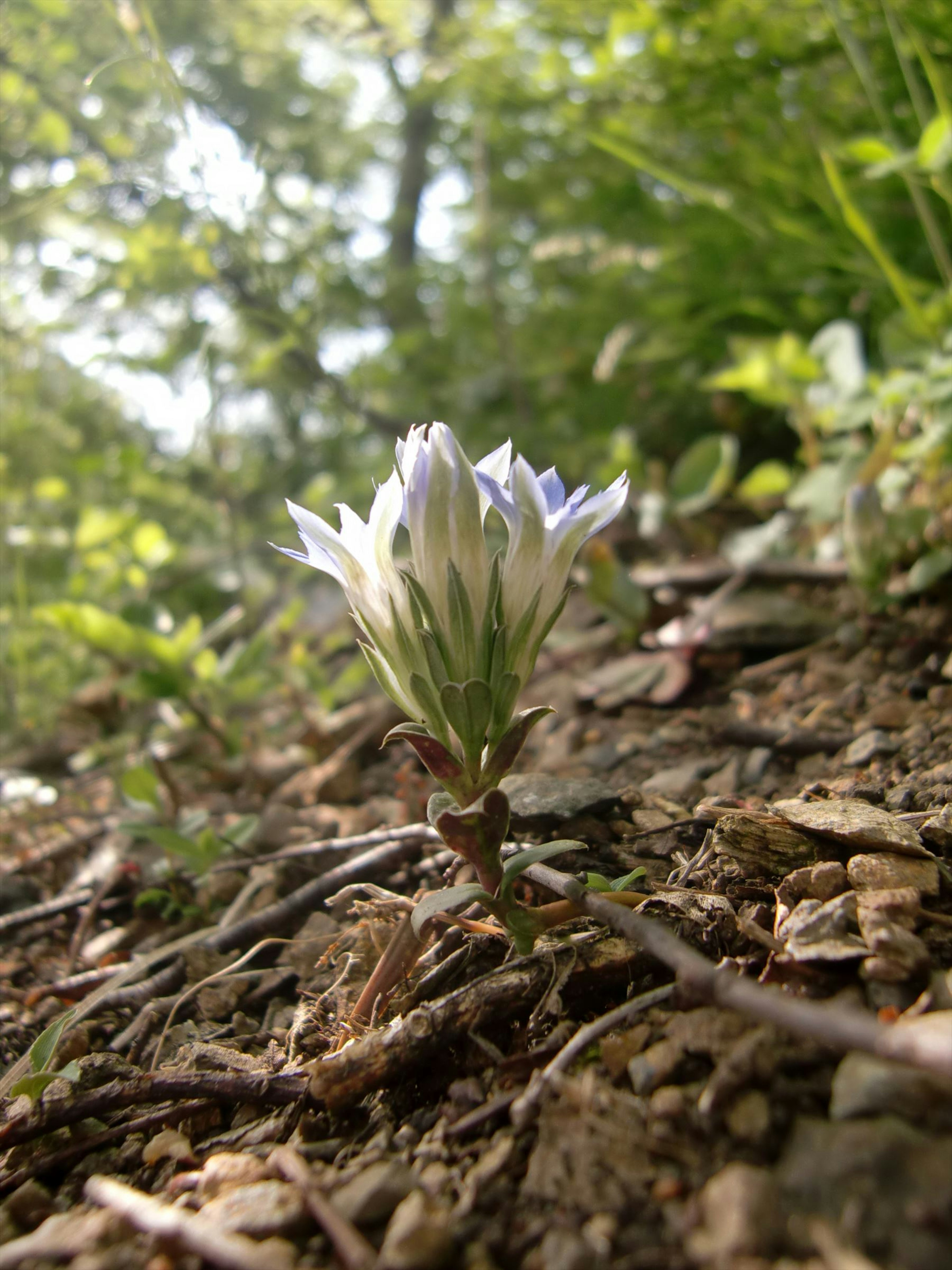 Una pequeña flor azul que crece del suelo