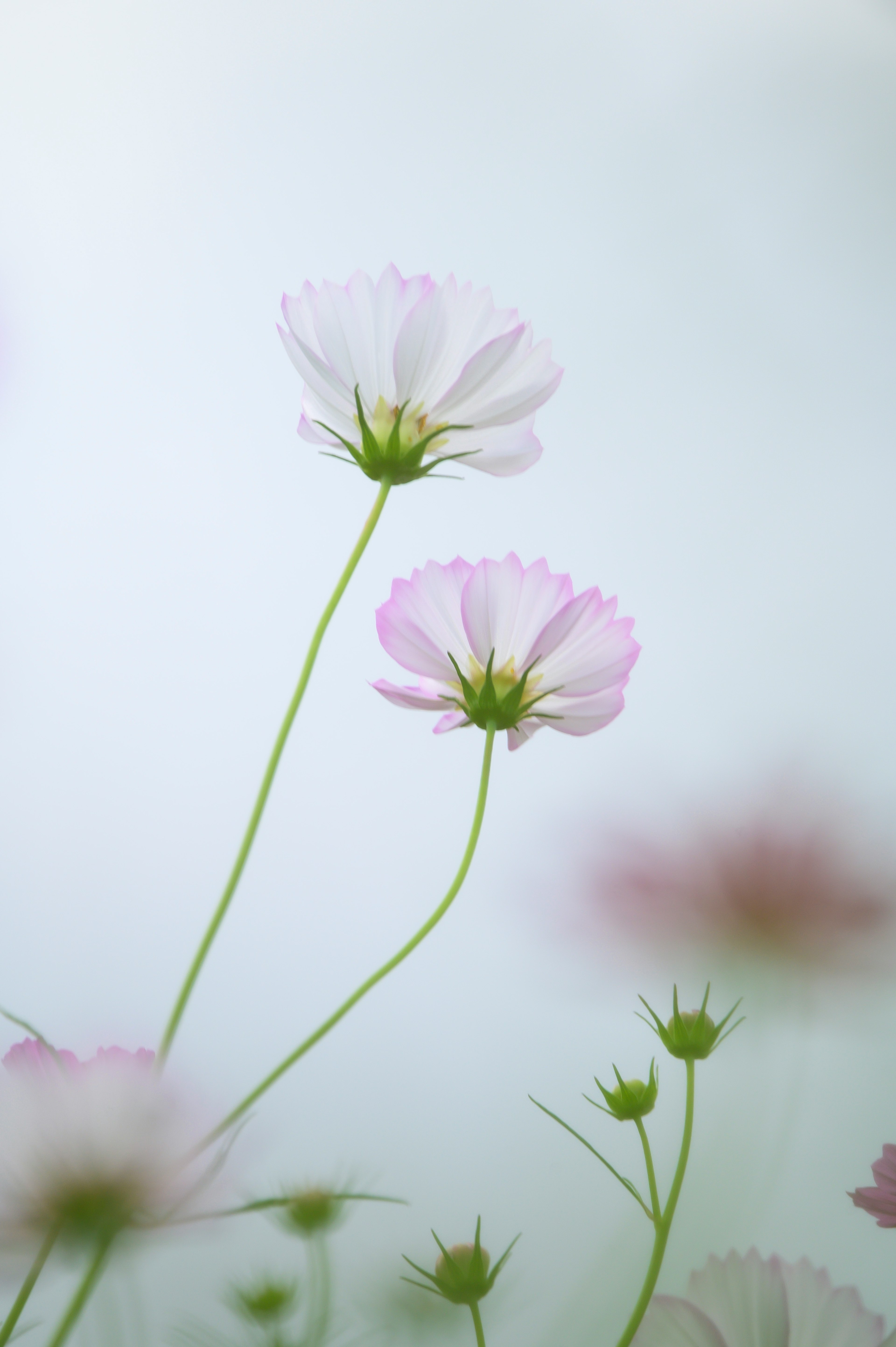 薄いピンクの花が青い背景に向かって伸びている