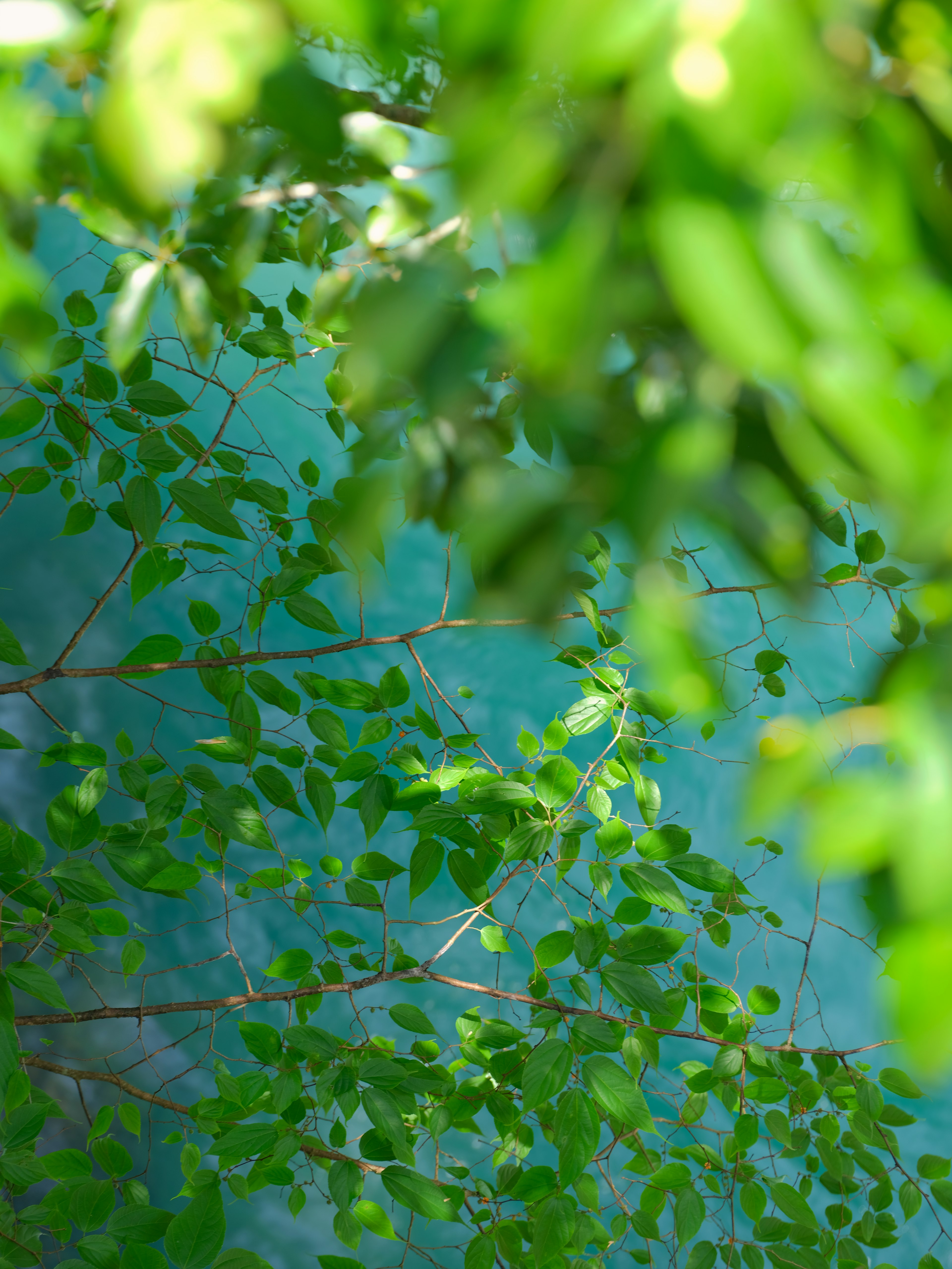 Green leaves against a blue background in a natural setting