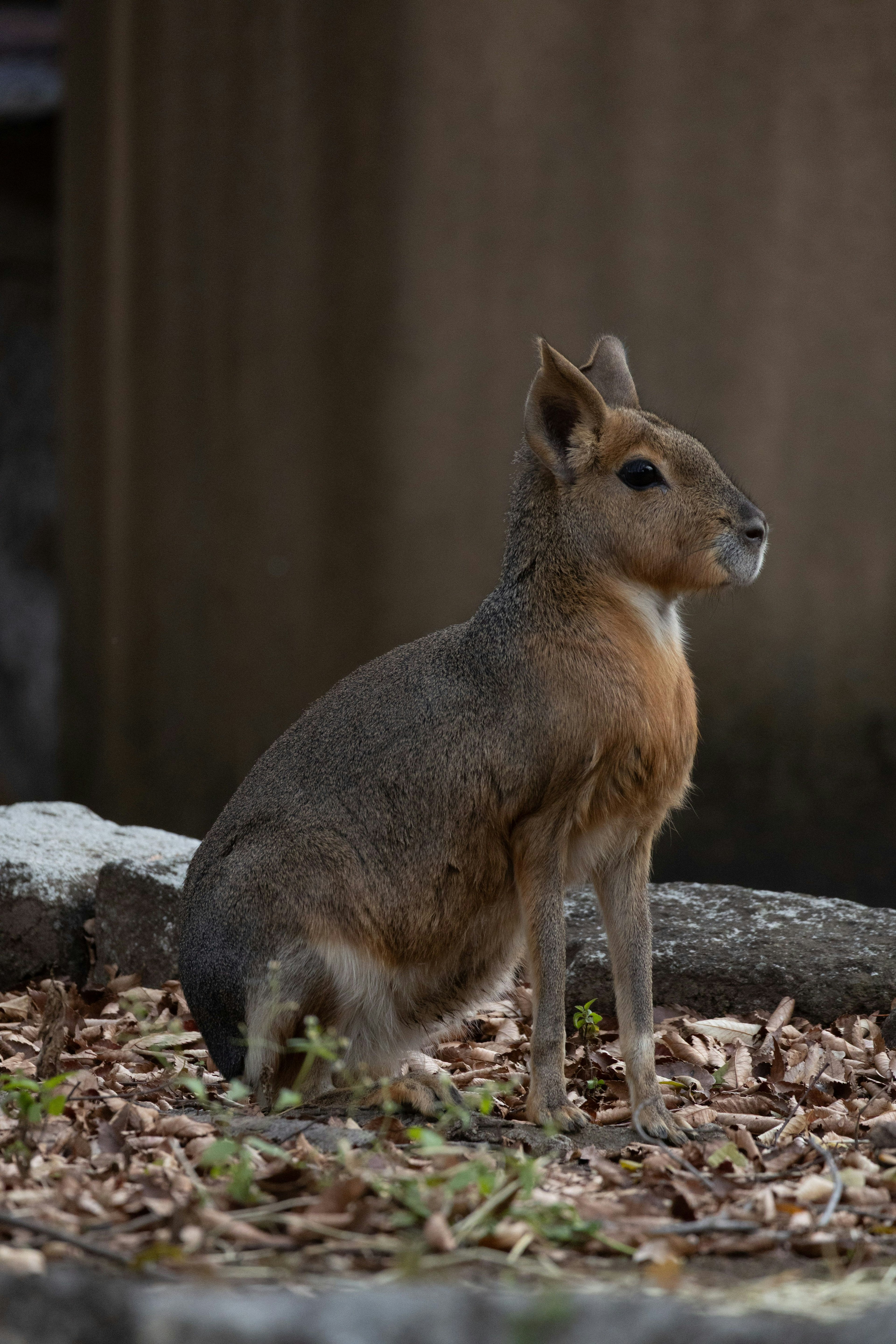A small animal sitting with a blurred natural background