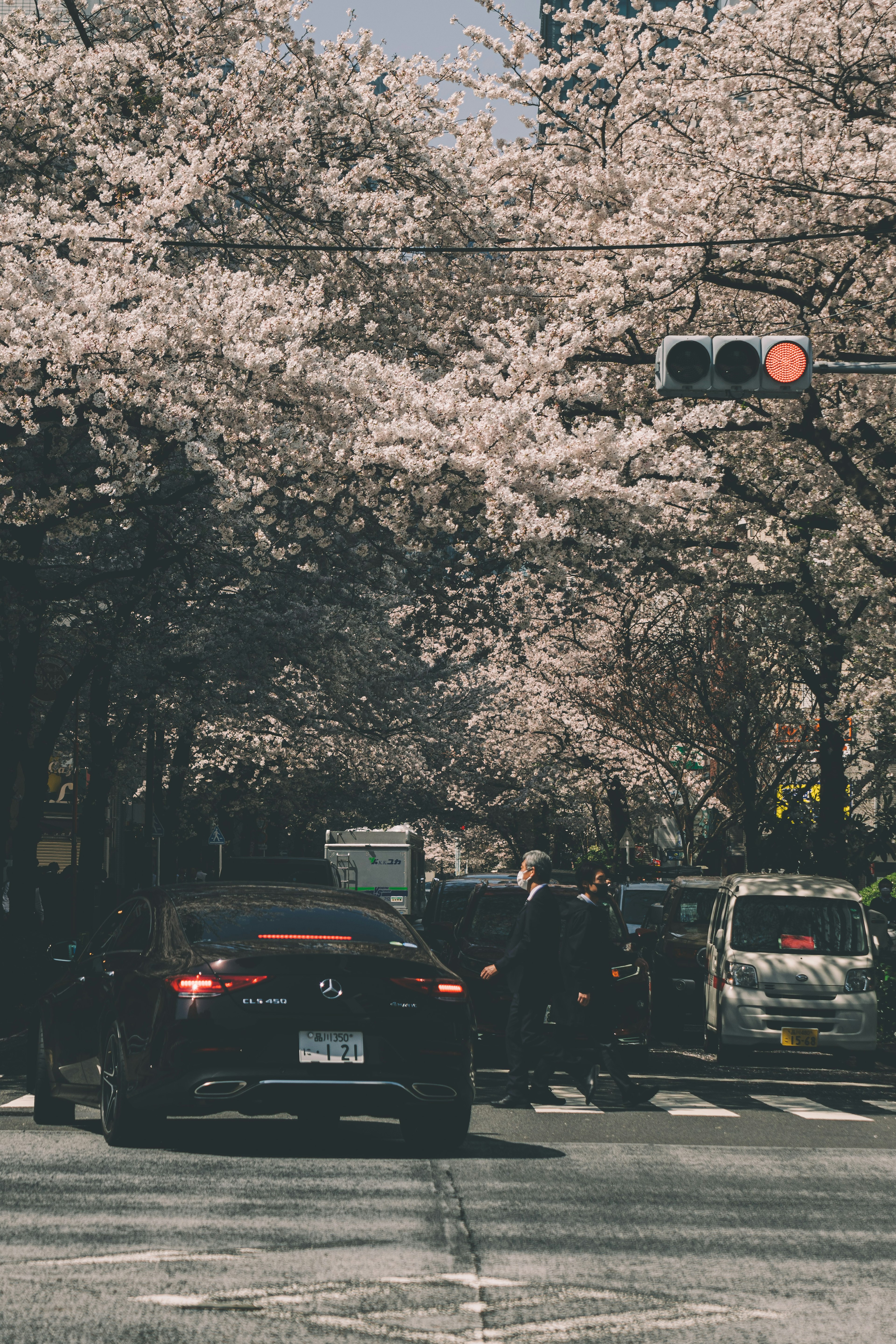 桜の木が並ぶ街道を走る車たち