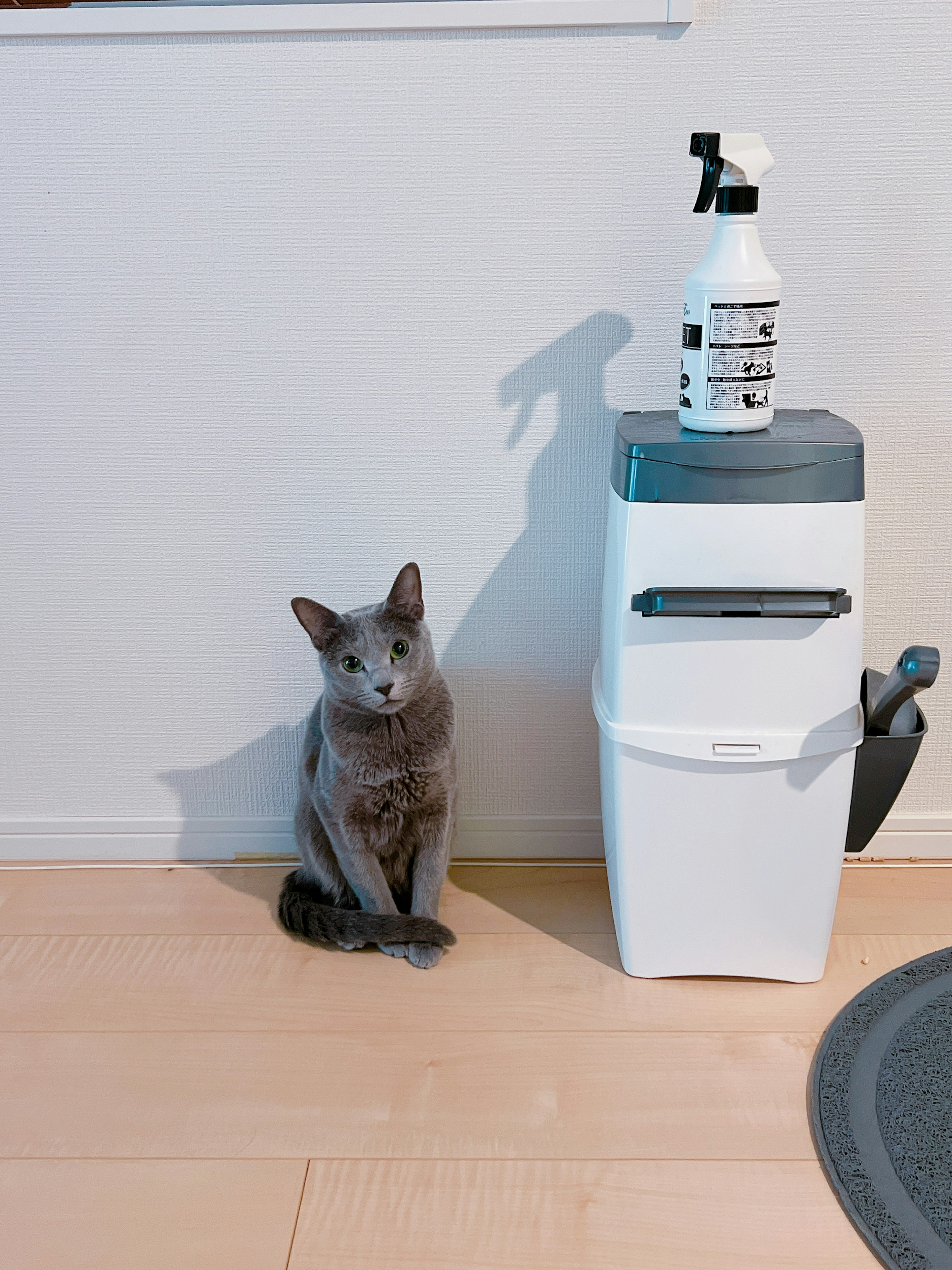 A gray cat sitting next to a white spray bottle in a room