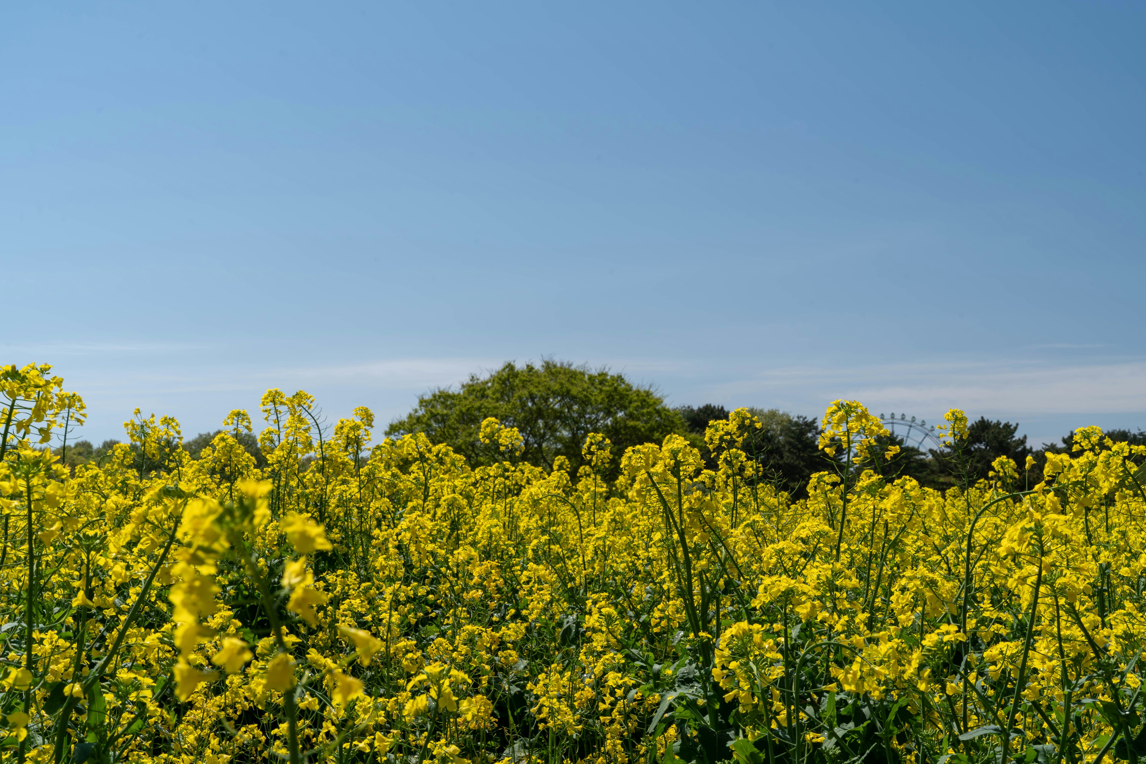 青空の下に広がる黄色の菜の花畑と緑の木々