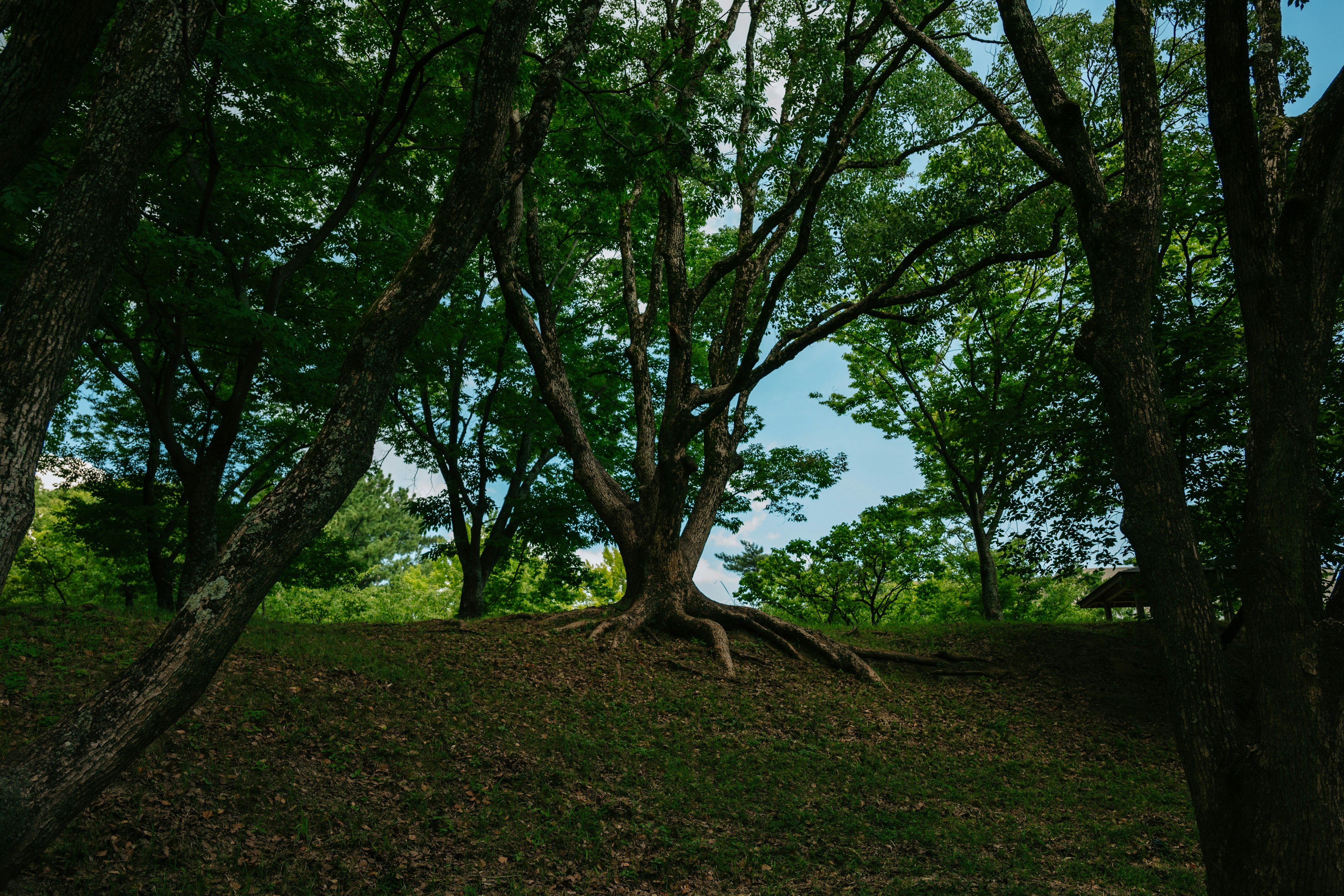 Un grande albero in una foresta lussureggiante sotto un cielo blu