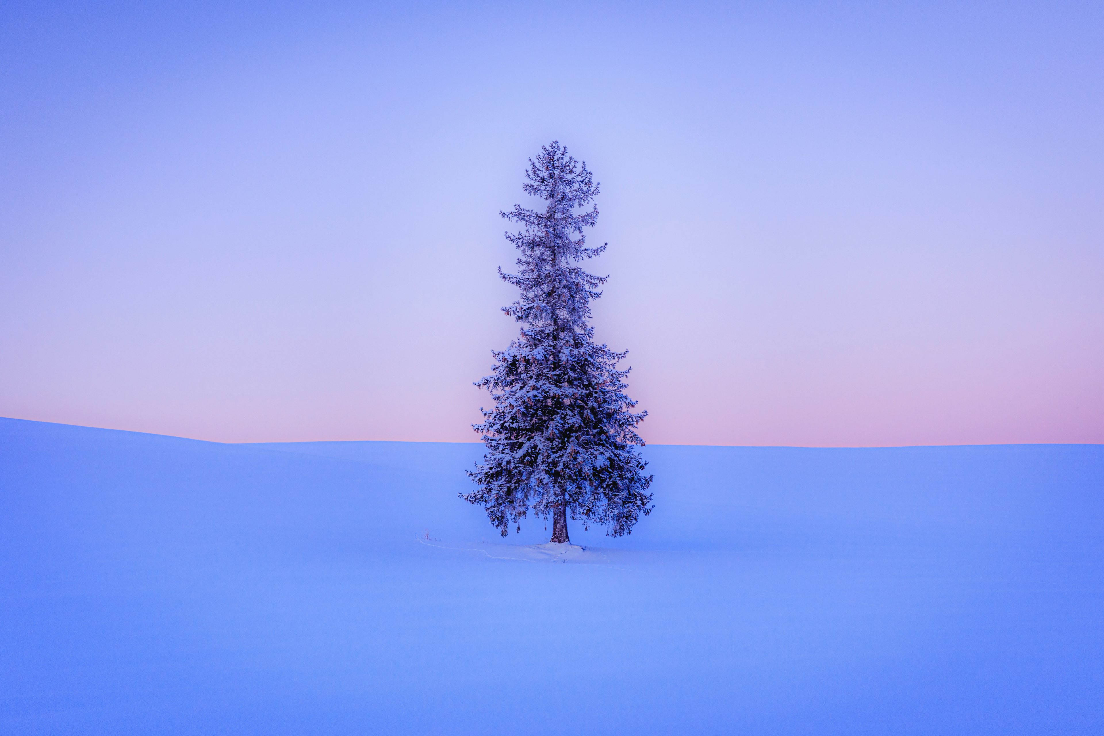 雪に覆われた風景の中に孤独な木が立っている美しい夕焼けの空