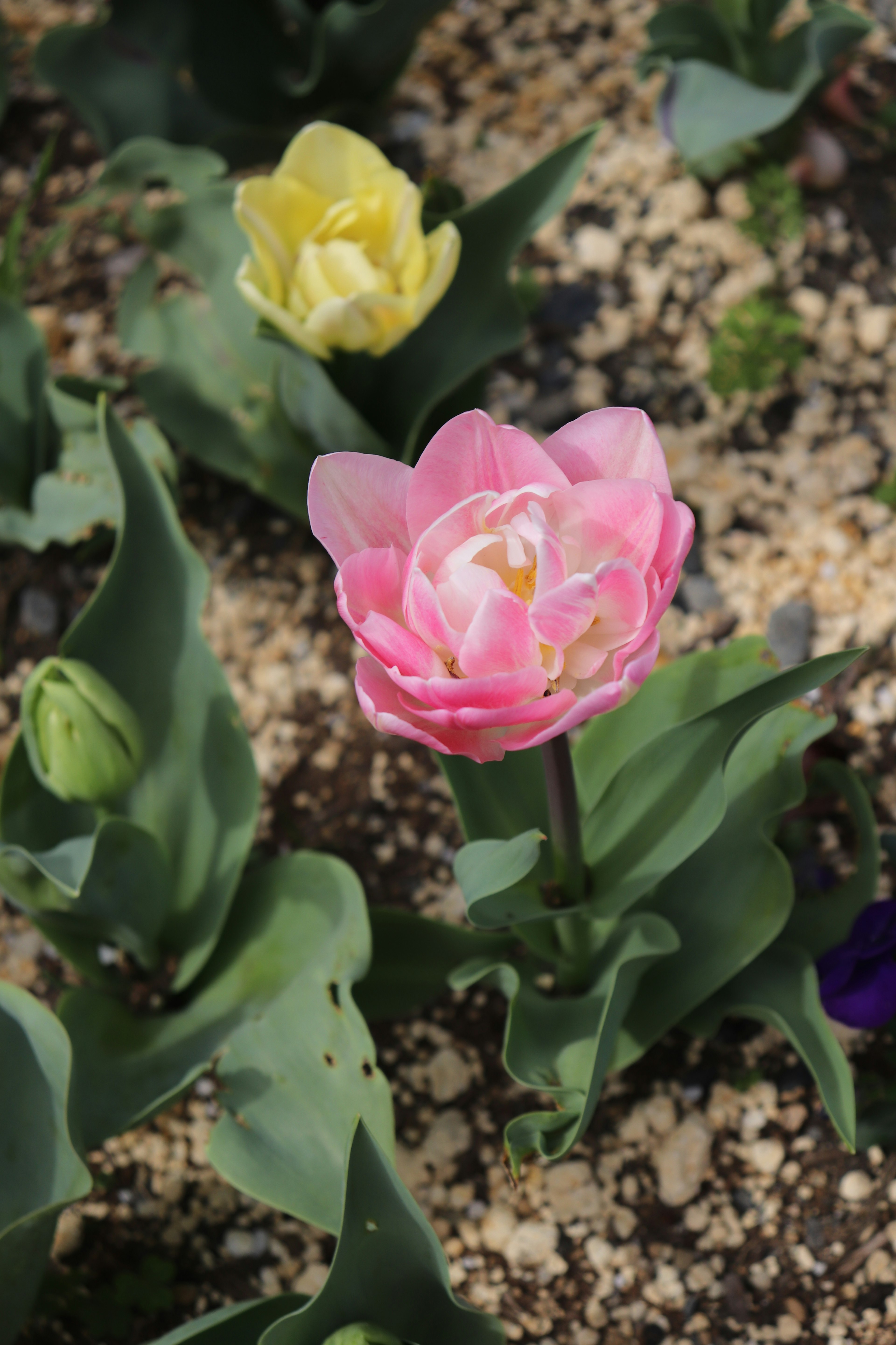 Eine rosa Tulpe zwischen bunten Tulpen in einem Blumenbeet