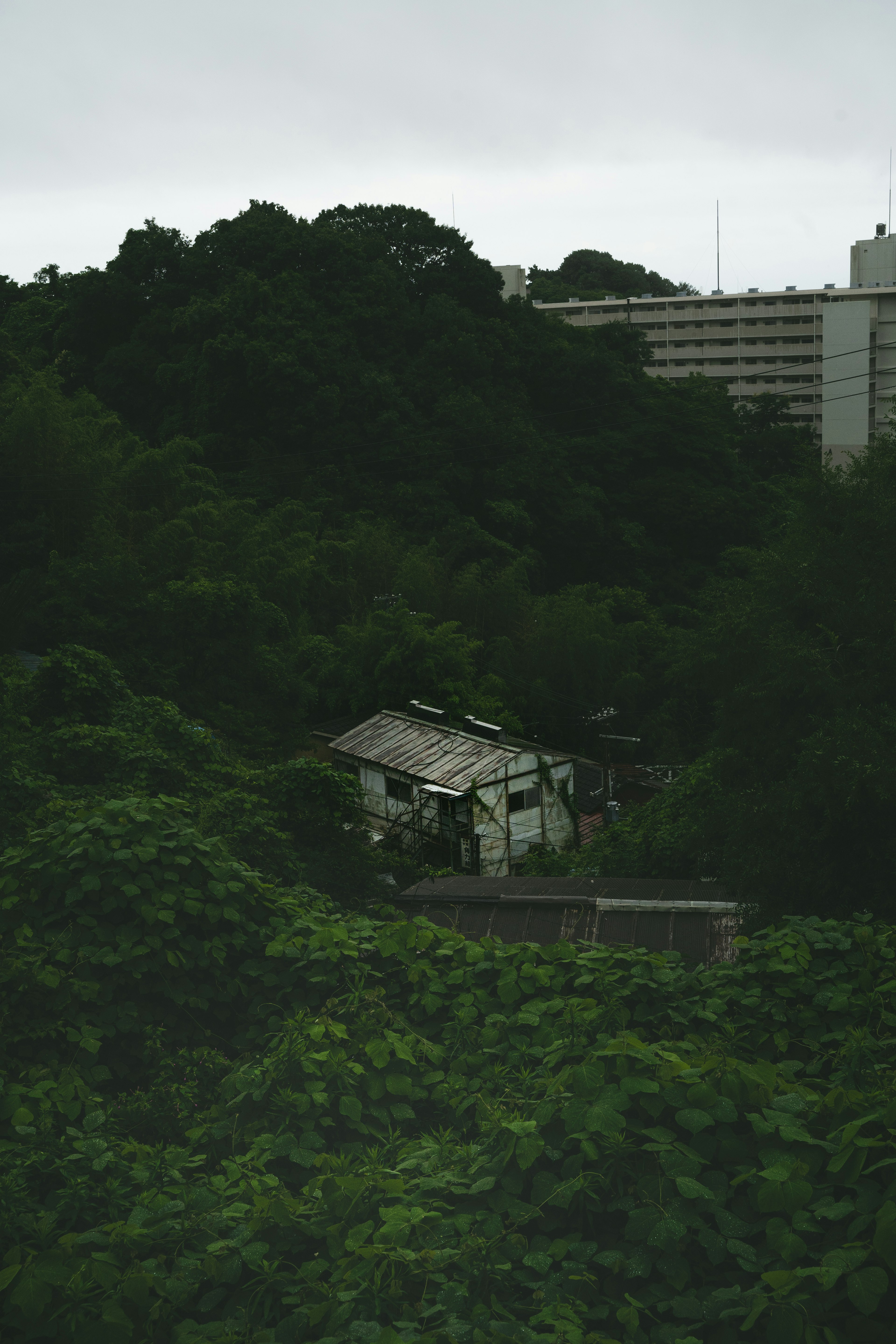 A small house surrounded by greenery with a high-rise building in the background