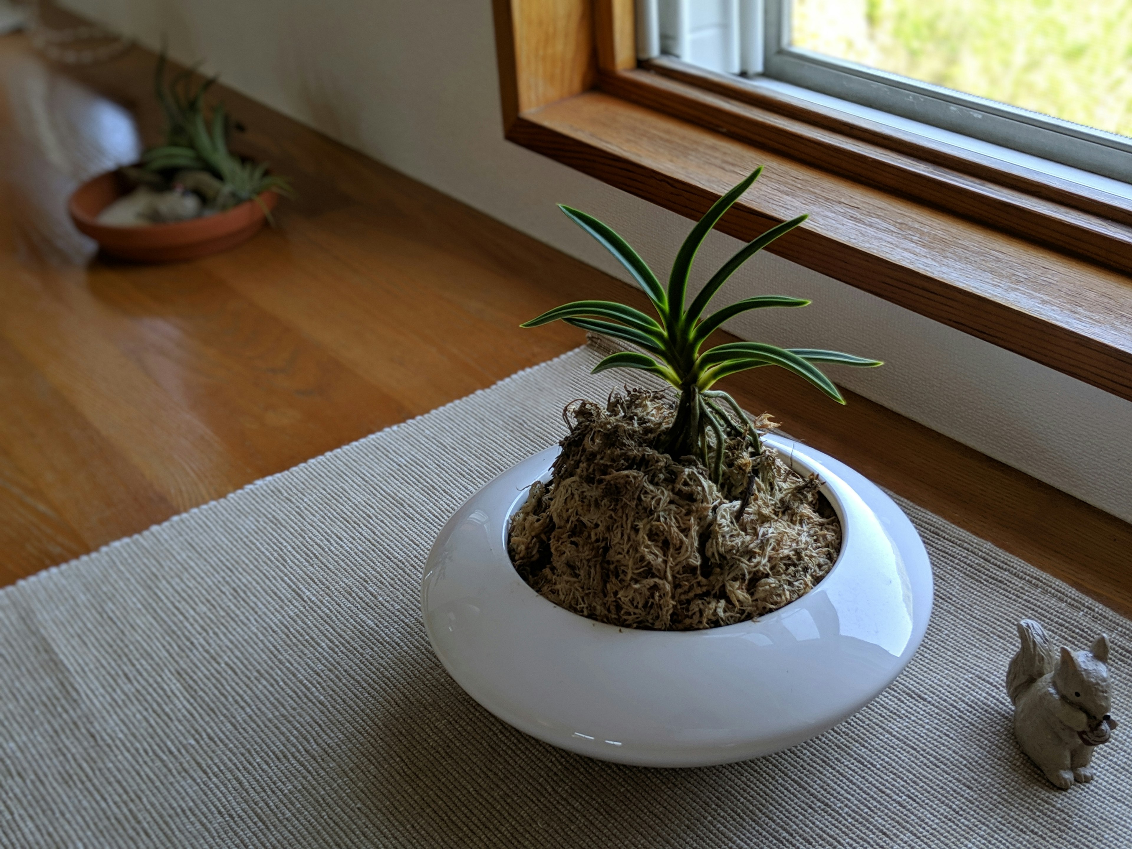 白い鉢に植えられた小さな植物が窓辺に置かれている