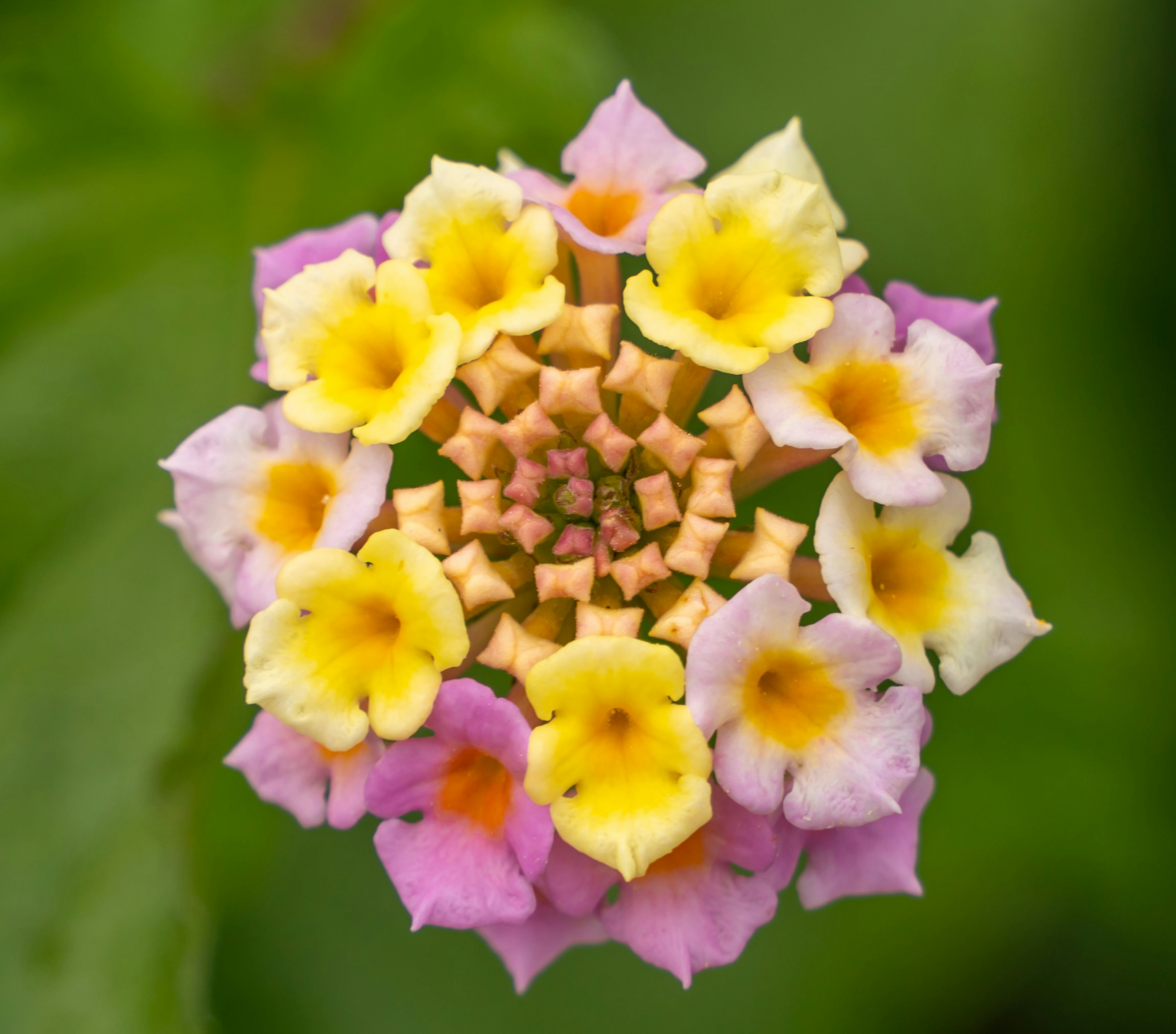 Primo piano di un fiore di Lantana con petali colorati
