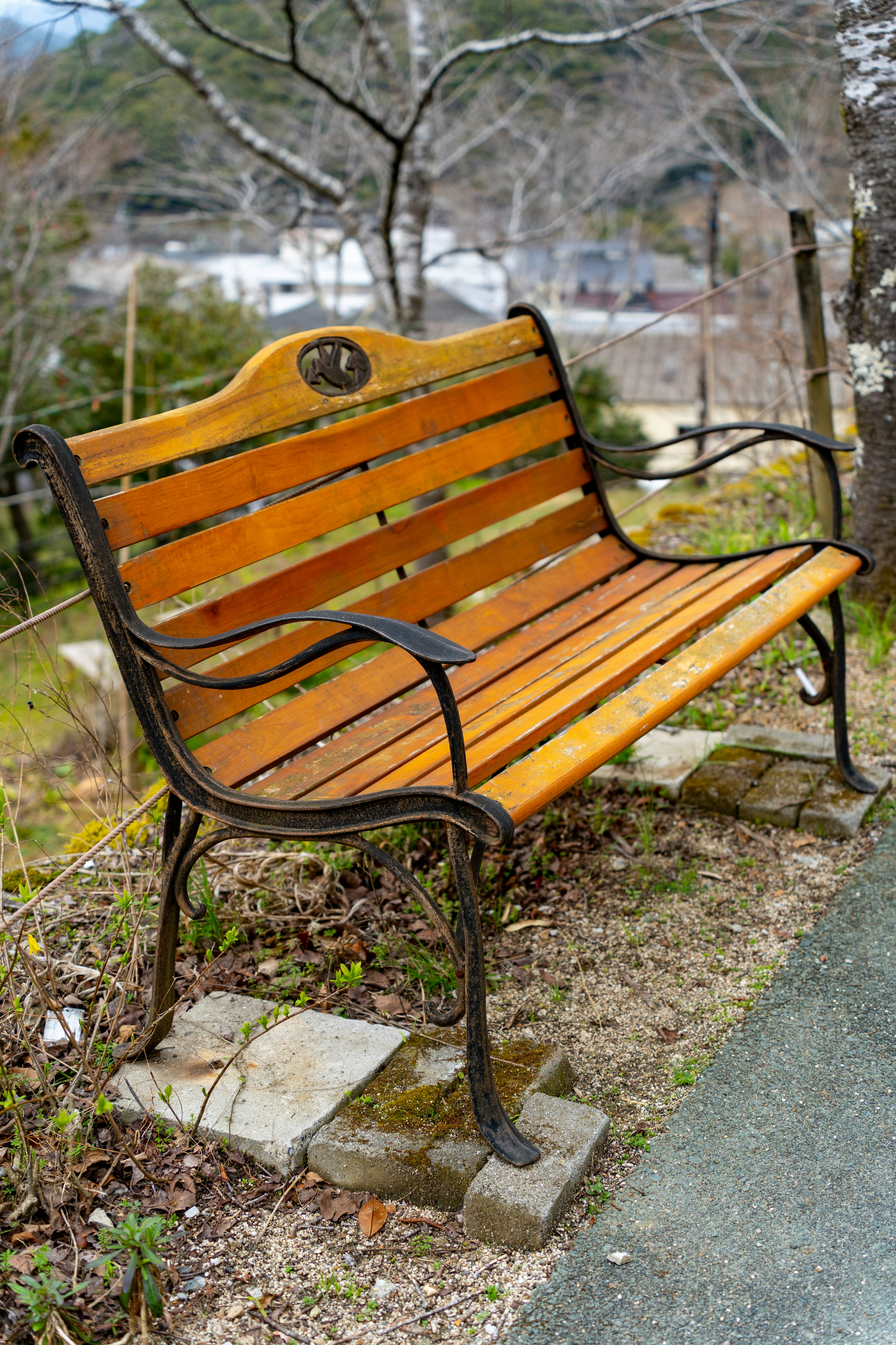 Park wooden bench surrounded by natural scenery