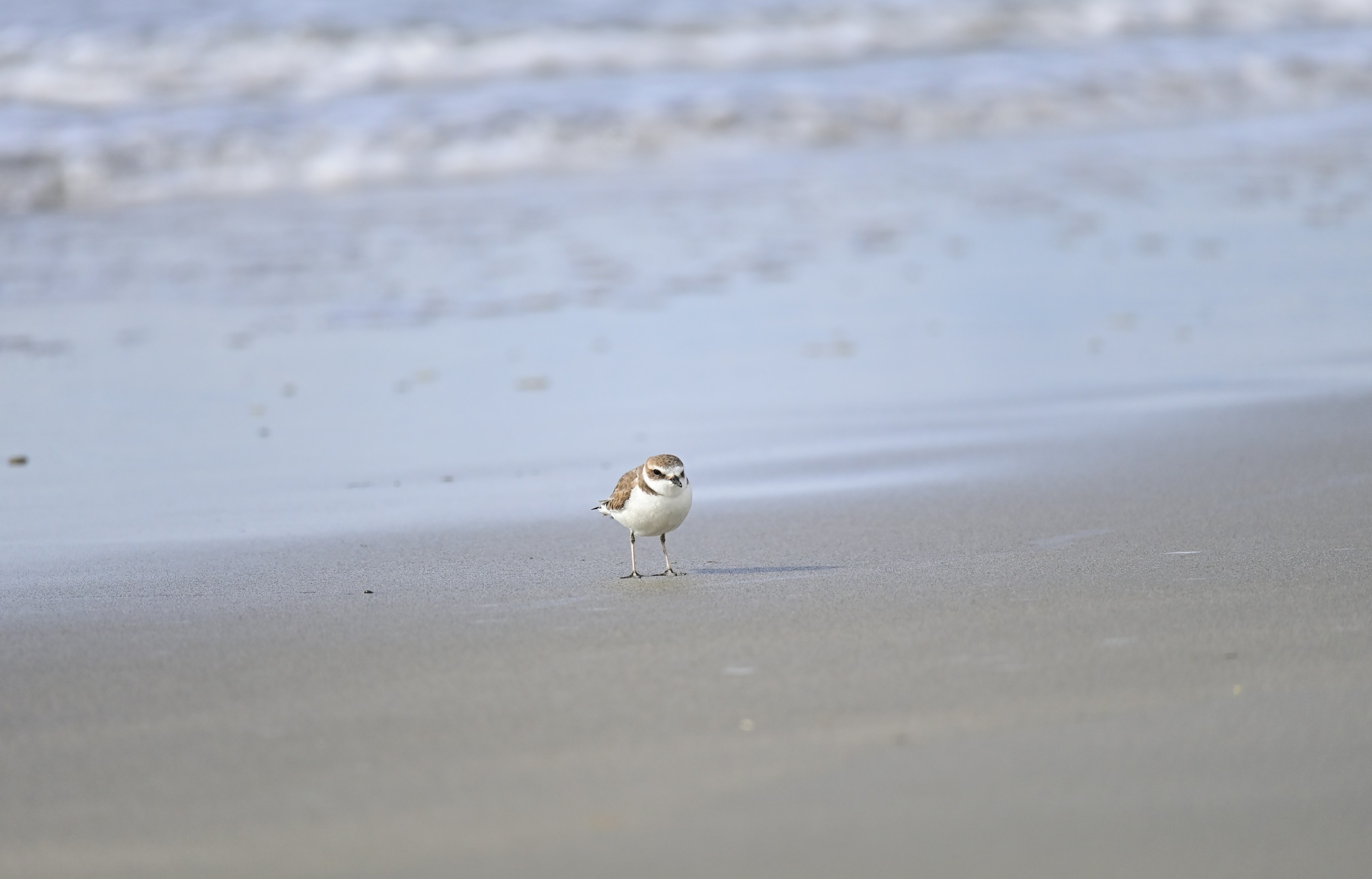 Kleiner Vogel, der am Strand läuft mit Wellen im Hintergrund