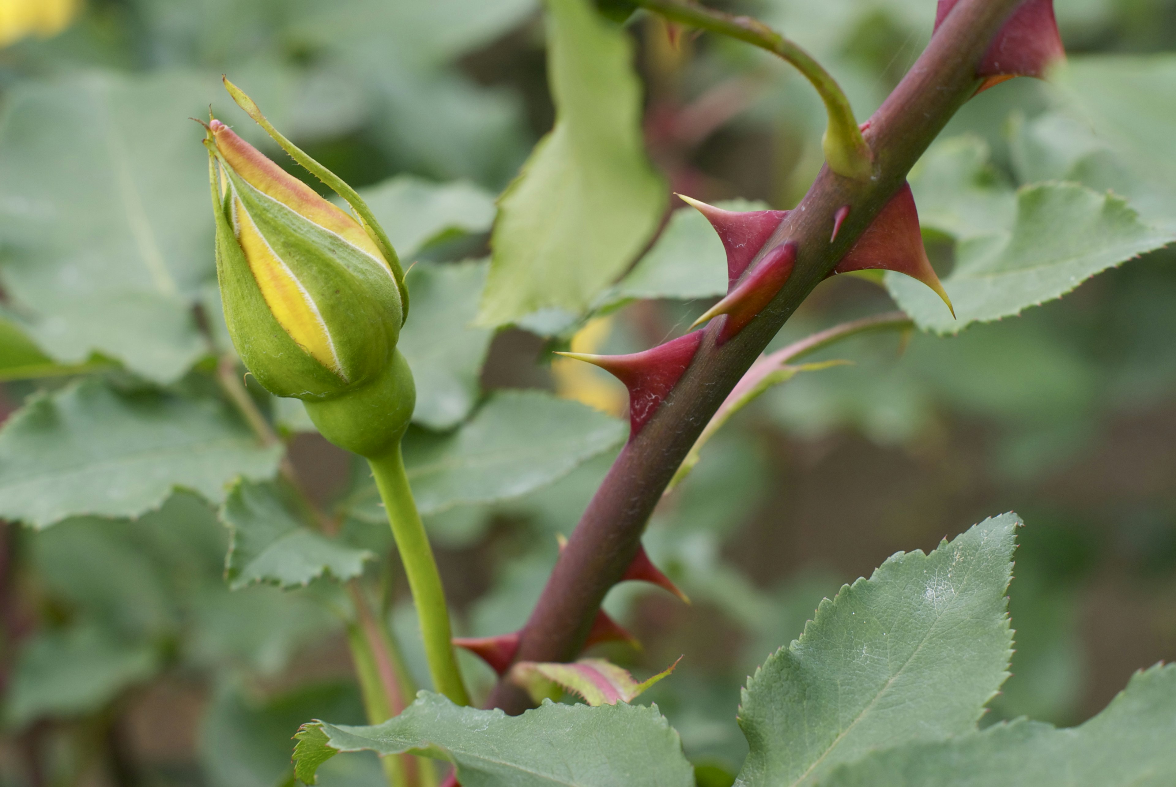 Nahaufnahme einer Rosenknospe mit Dornen und grünen Blättern