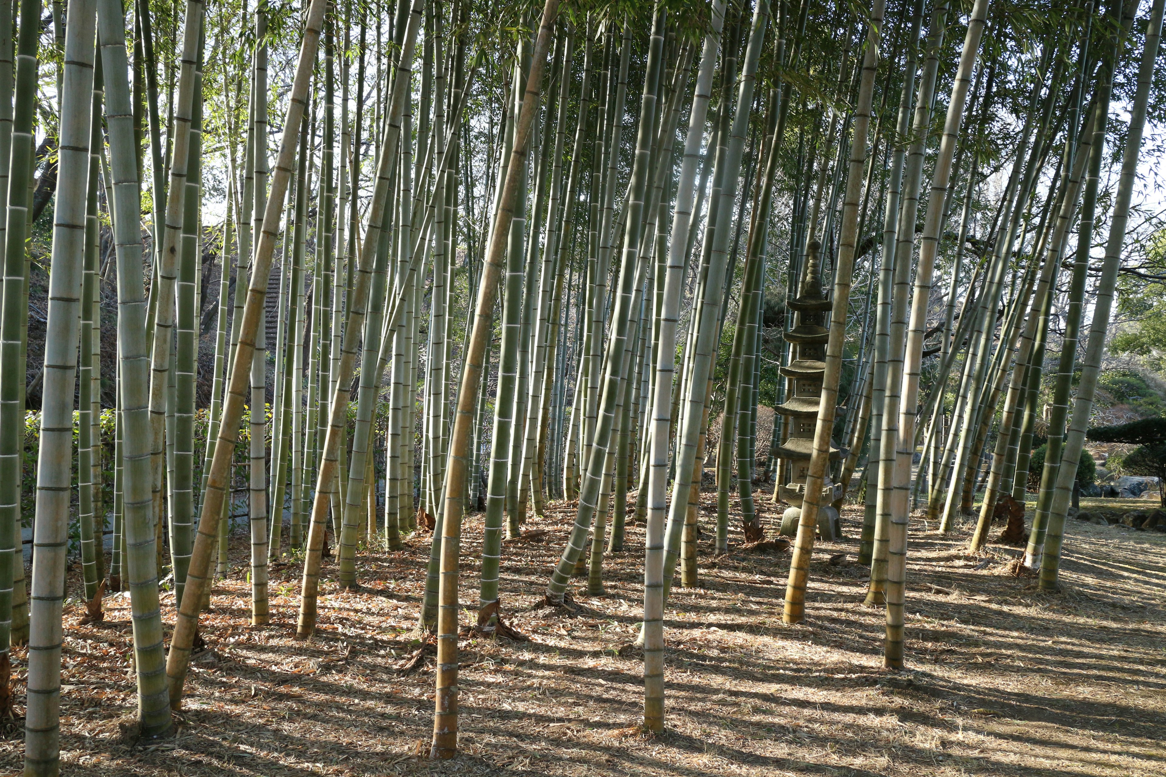 Hutan bambu yang tenang dengan batang bambu ramping berdiri tegak