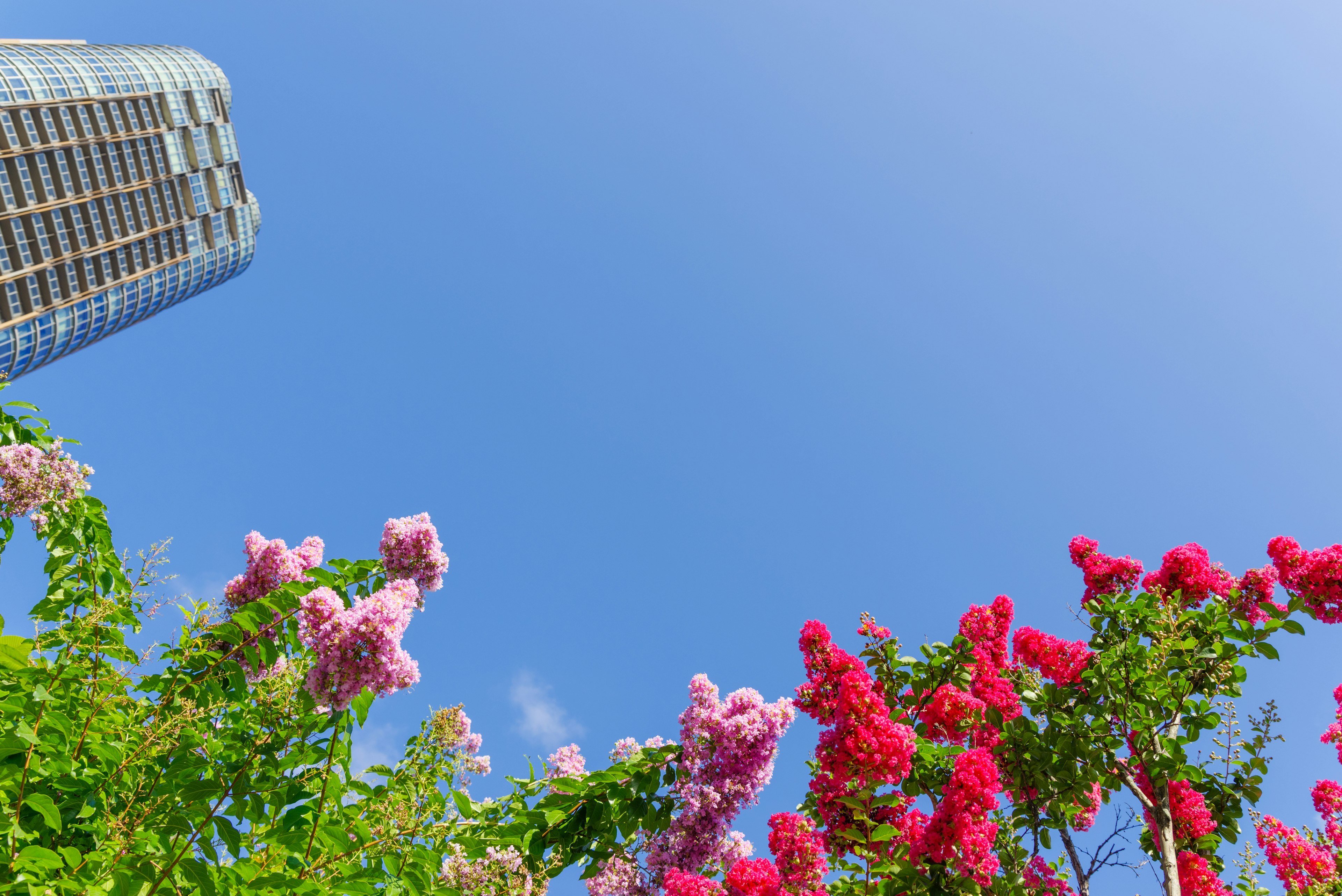 高層ビルと青空の下に咲くピンクと紫の花々