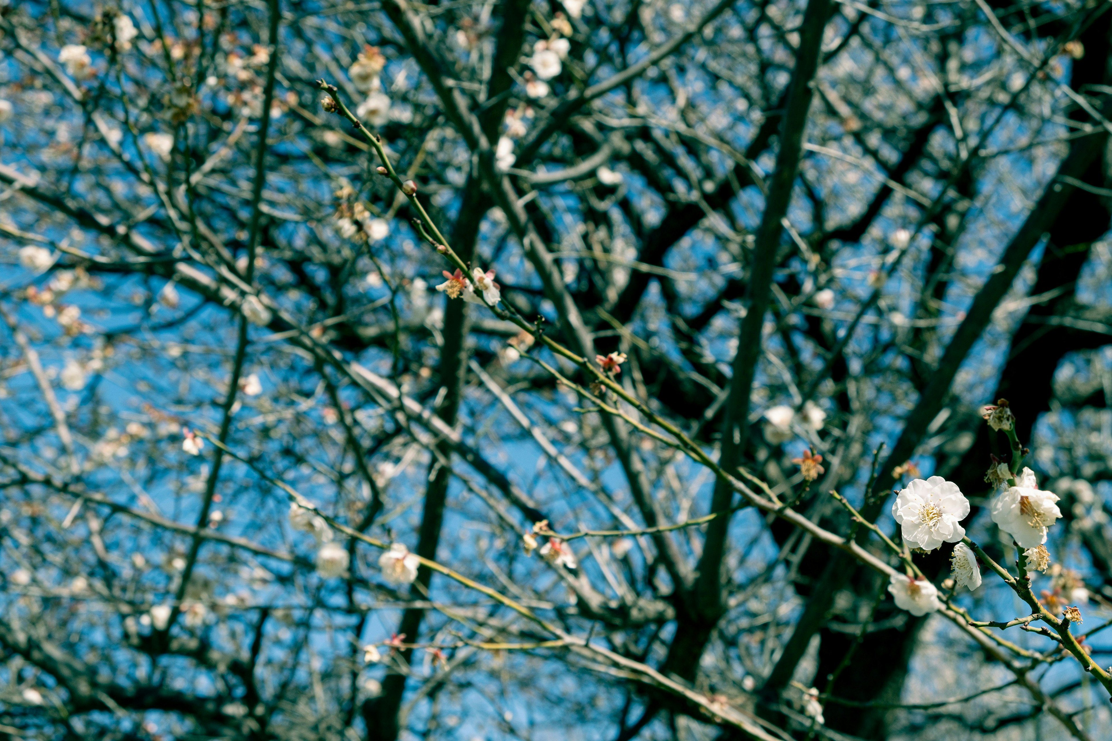 Branches of a tree with white flowers under a blue sky