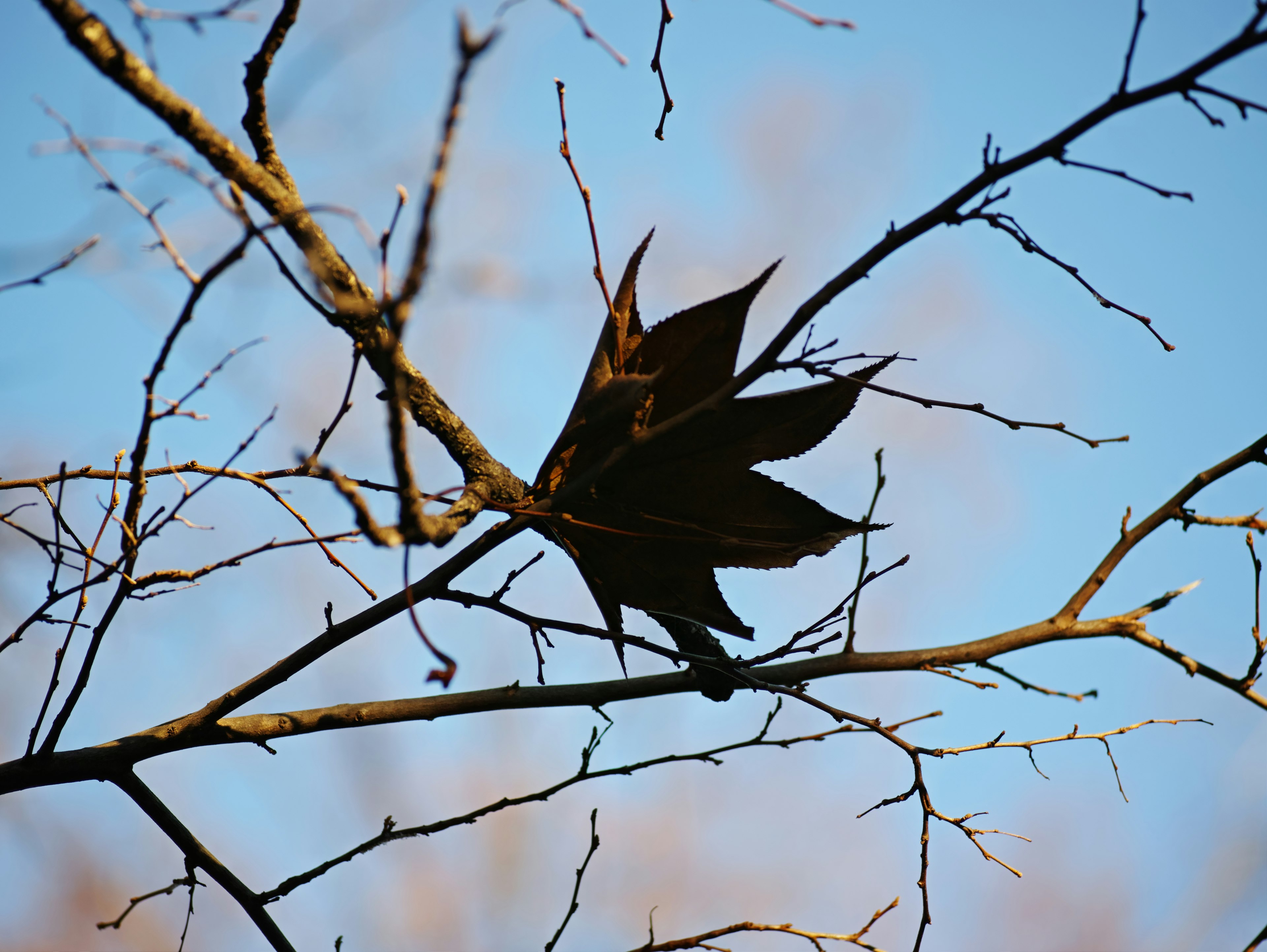 A dry branch with a leaf against a blue sky