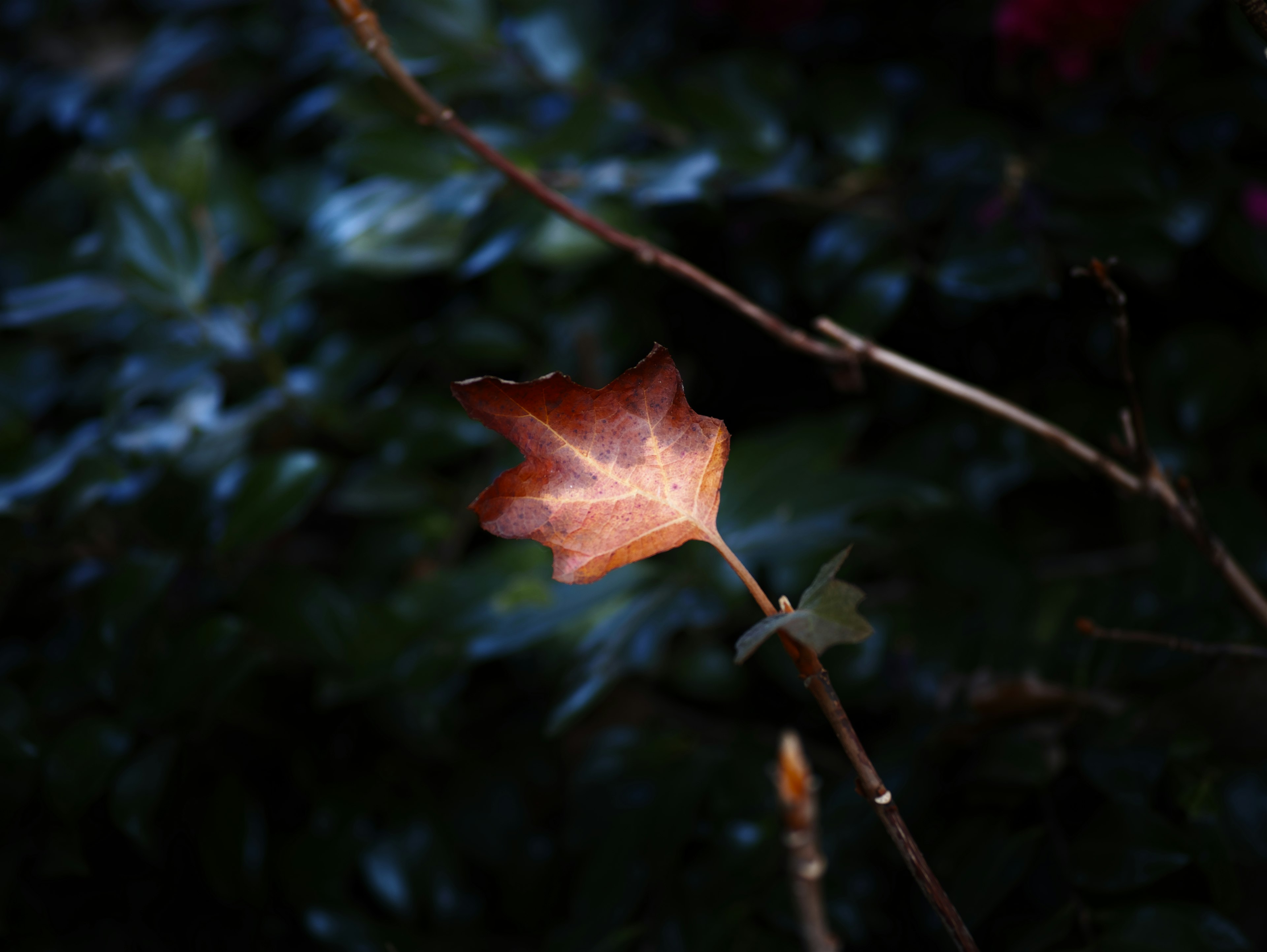 Hoja naranja iluminada contra un fondo oscuro