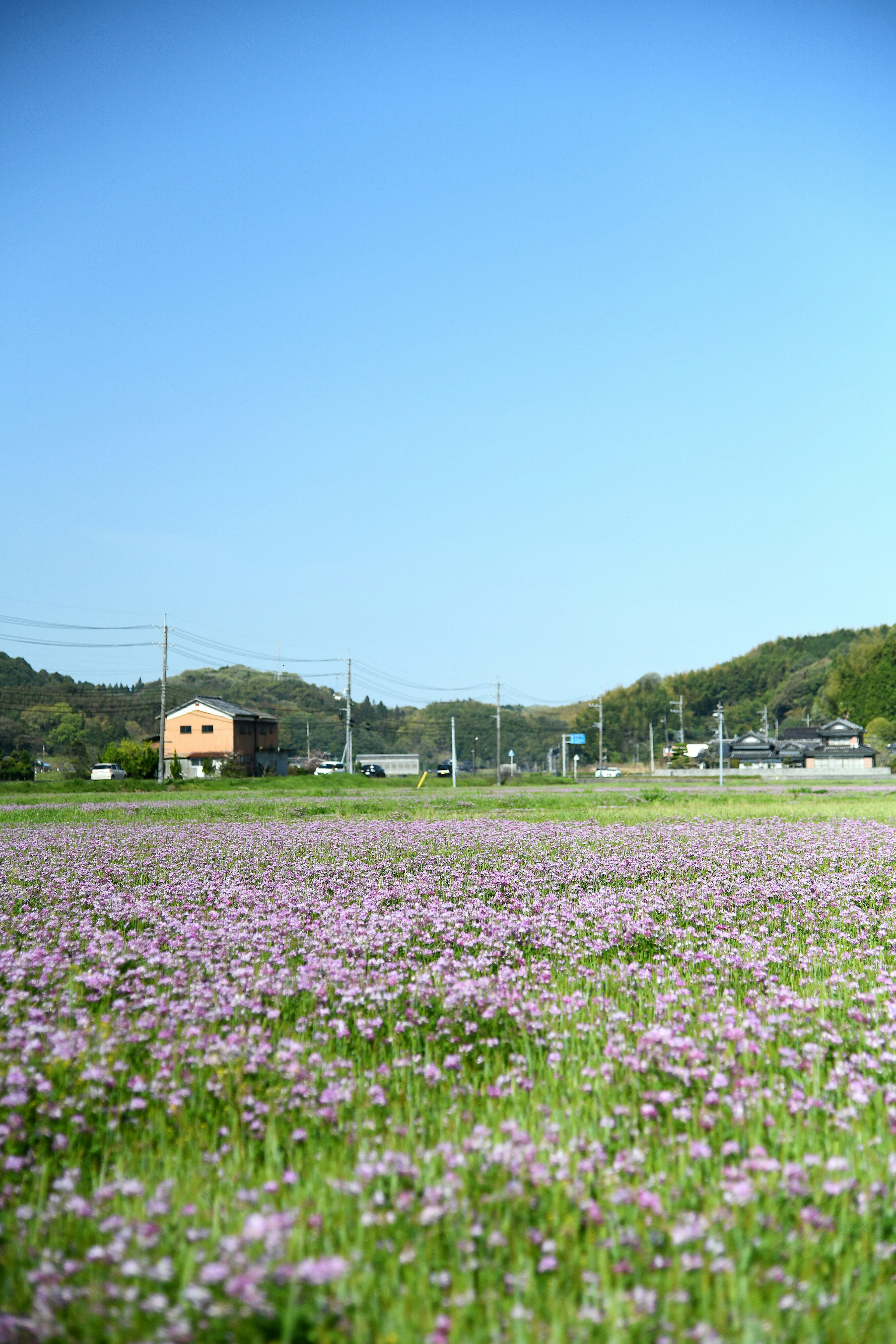 Un paysage avec un champ de fleurs violettes sous un ciel bleu et une petite maison