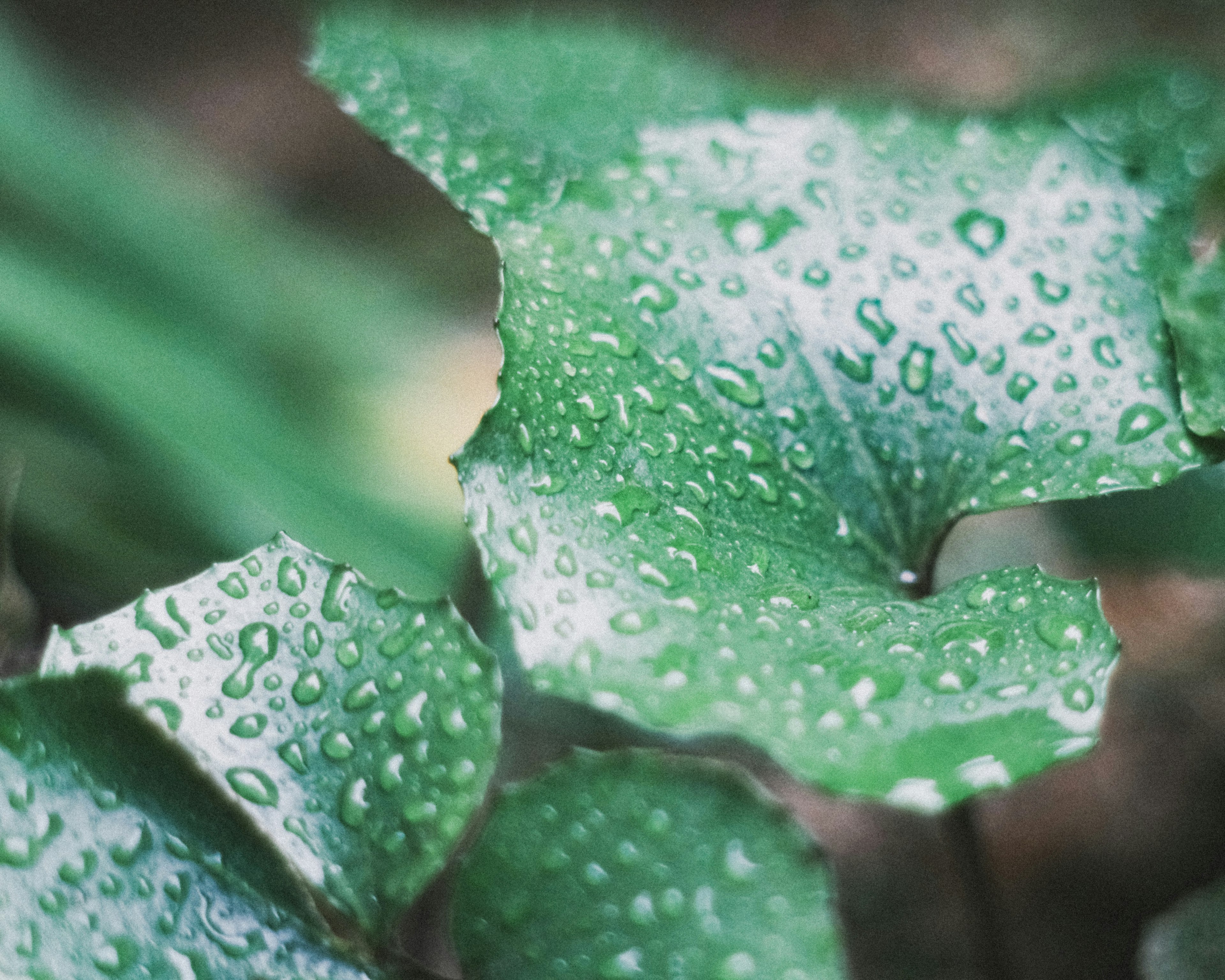 Feuilles vertes avec des gouttes d'eau