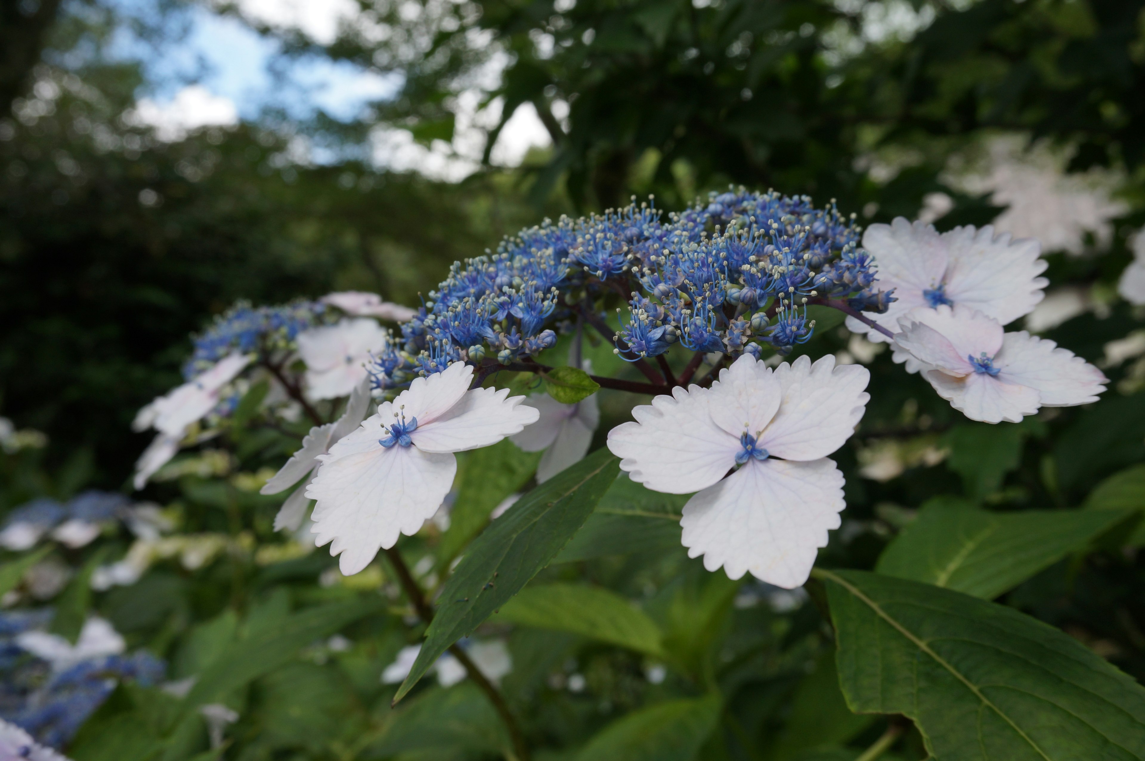 青い花が咲く白い花のハイドランジアのクローズアップ