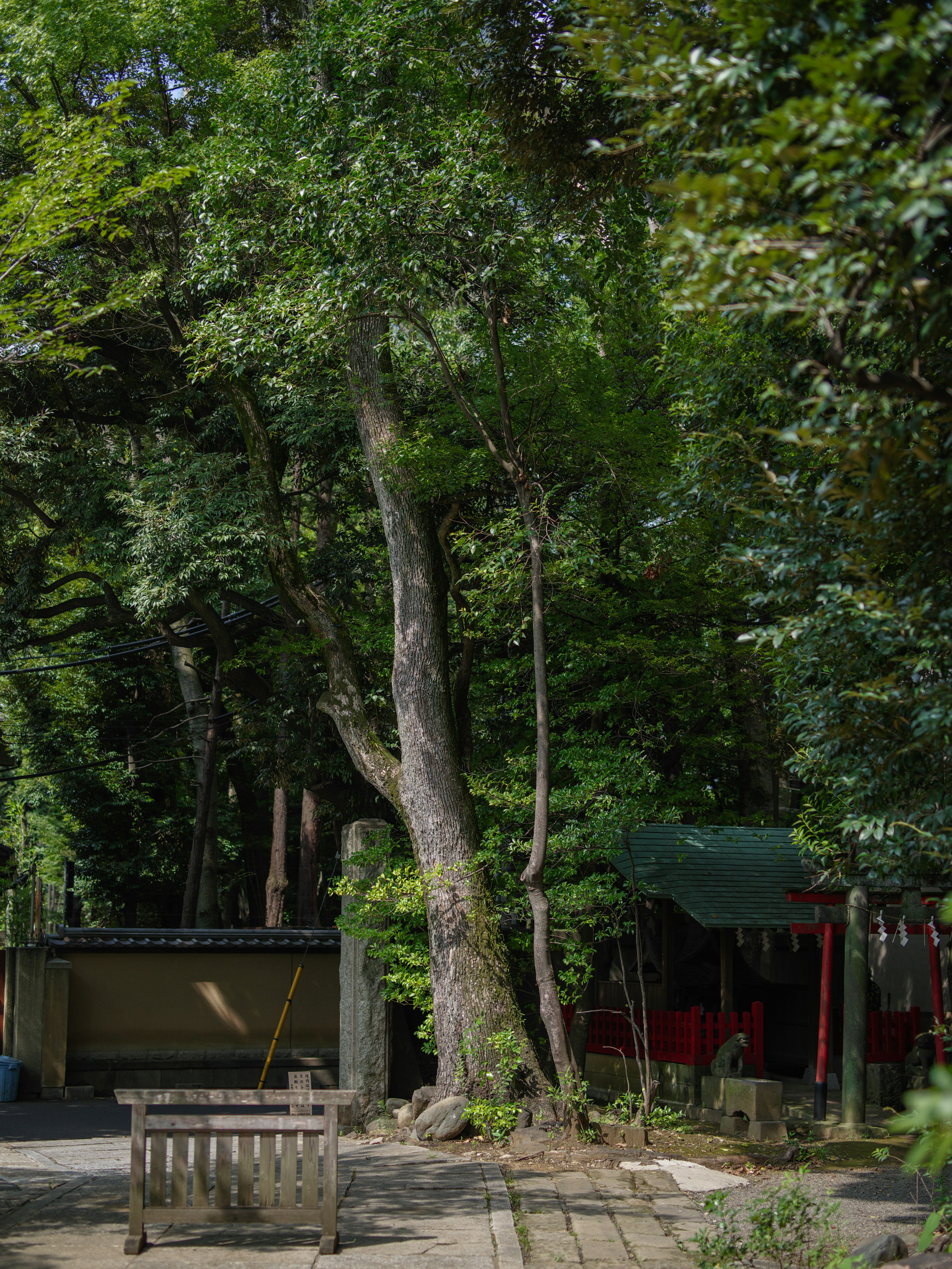 緑豊かな公園の一角にある大きな木と休憩ベンチ