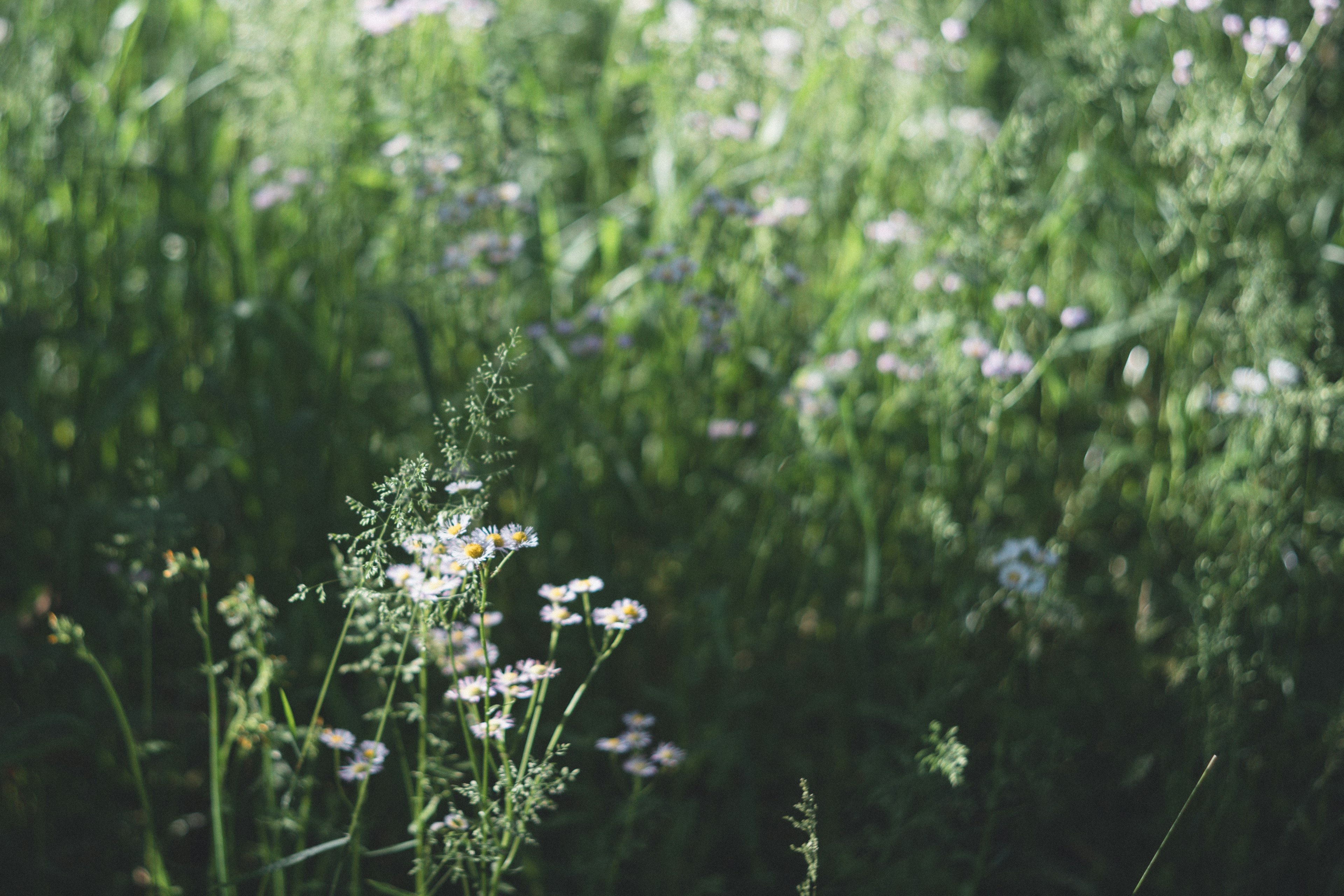 Pradera verde con flores blancas bajo una luz suave