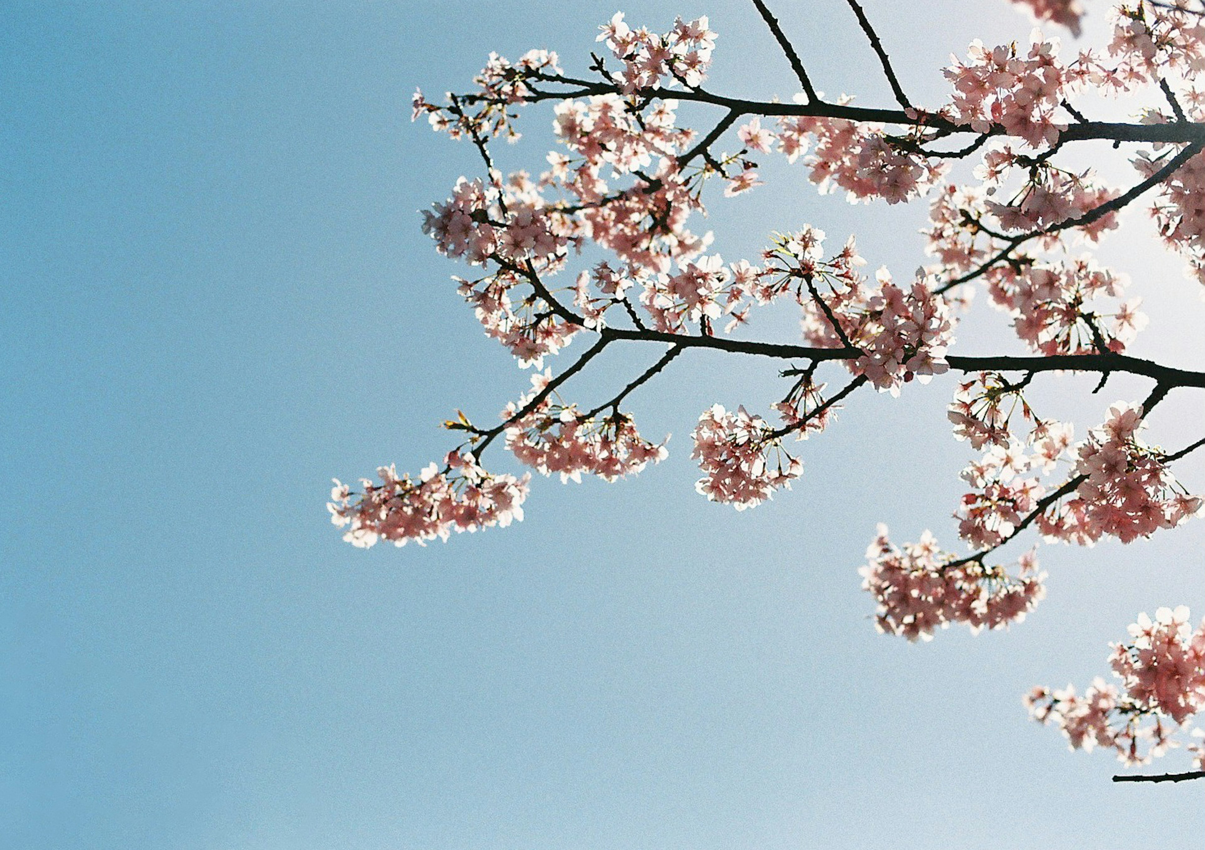 Cherry blossom branches against a clear blue sky