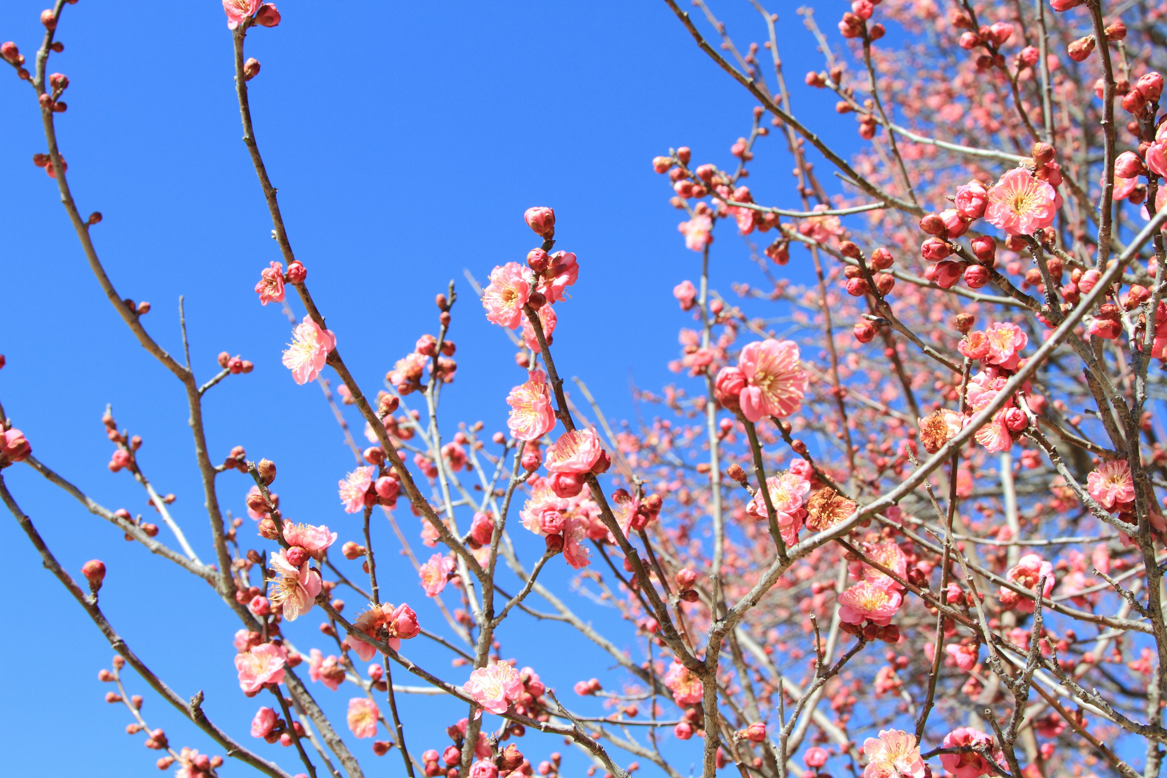 Rami di fiori di pesco sotto un cielo blu limpido