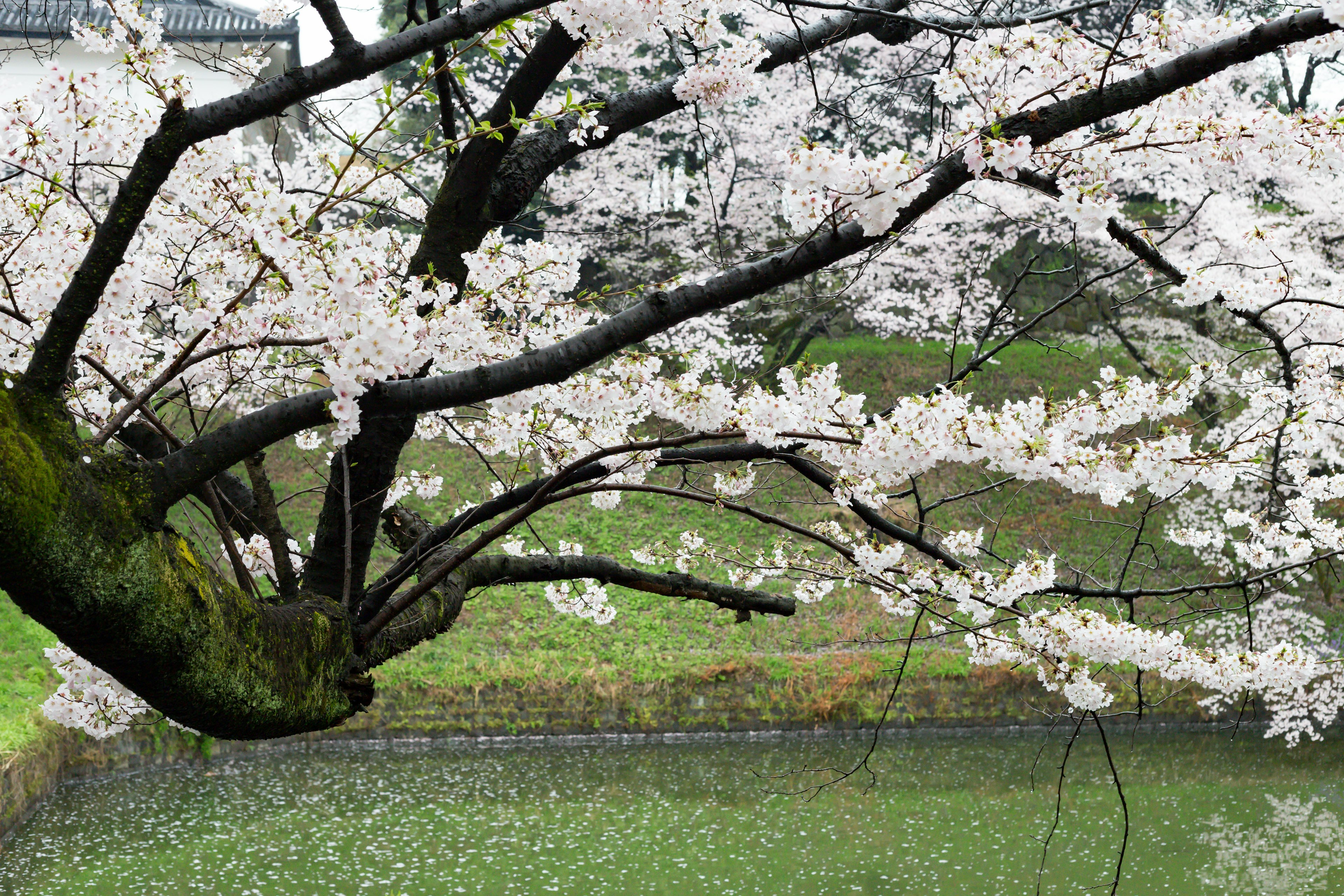 Cherry blossom branches with flowers over a pond