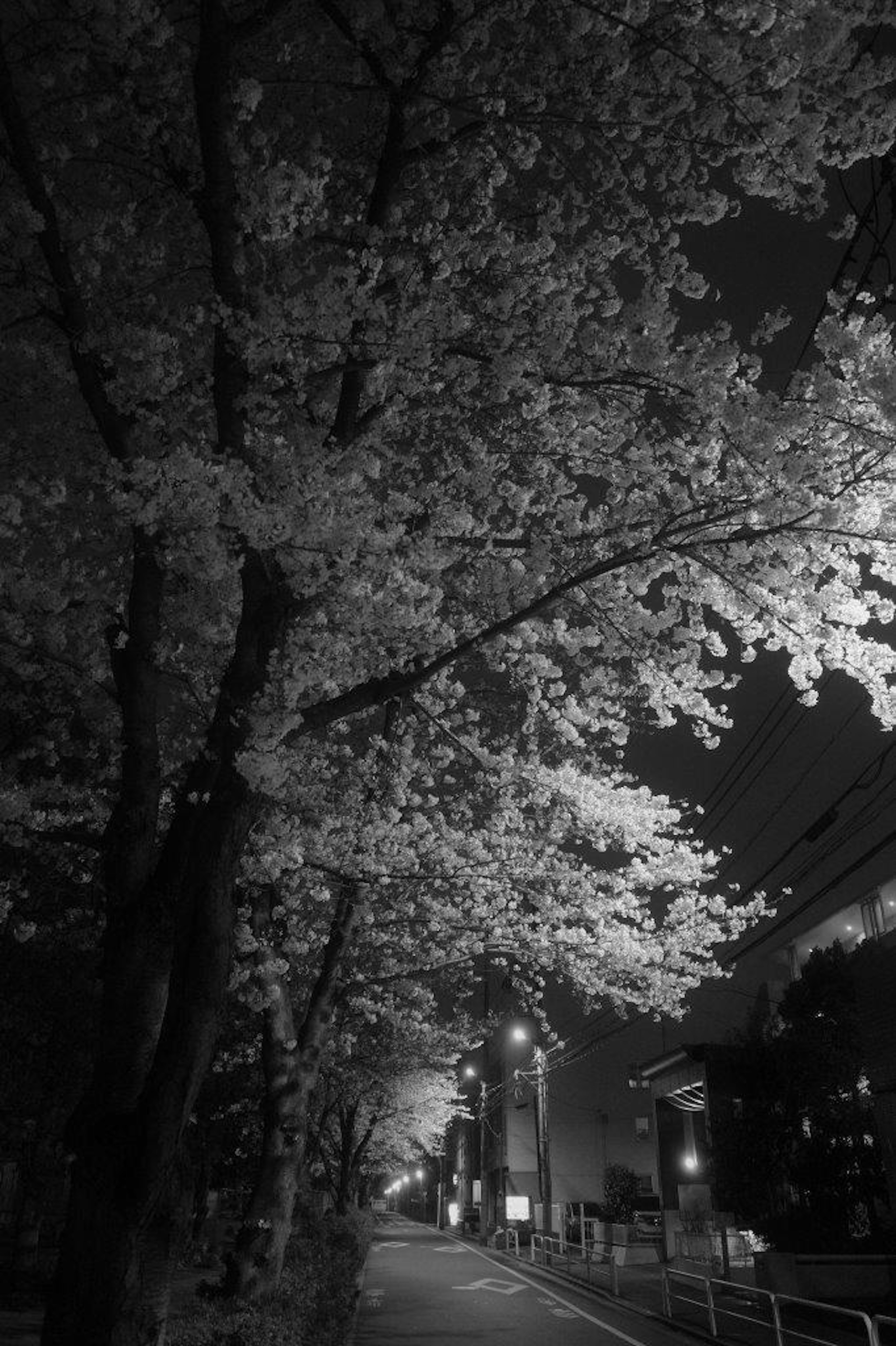 夜の桜の木が街灯の下で輝いている風景