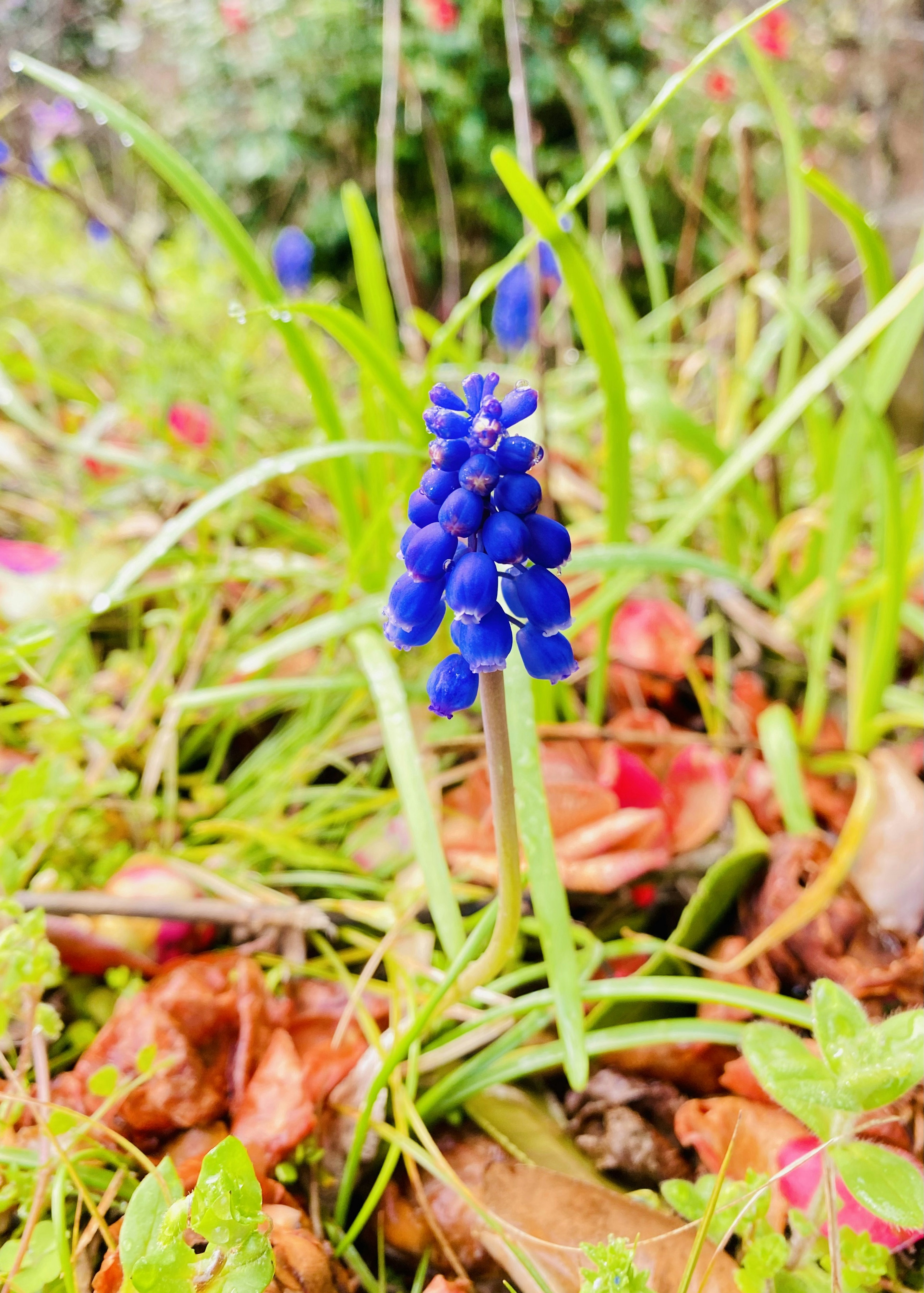 A blue muscari flower blooming amidst green grass