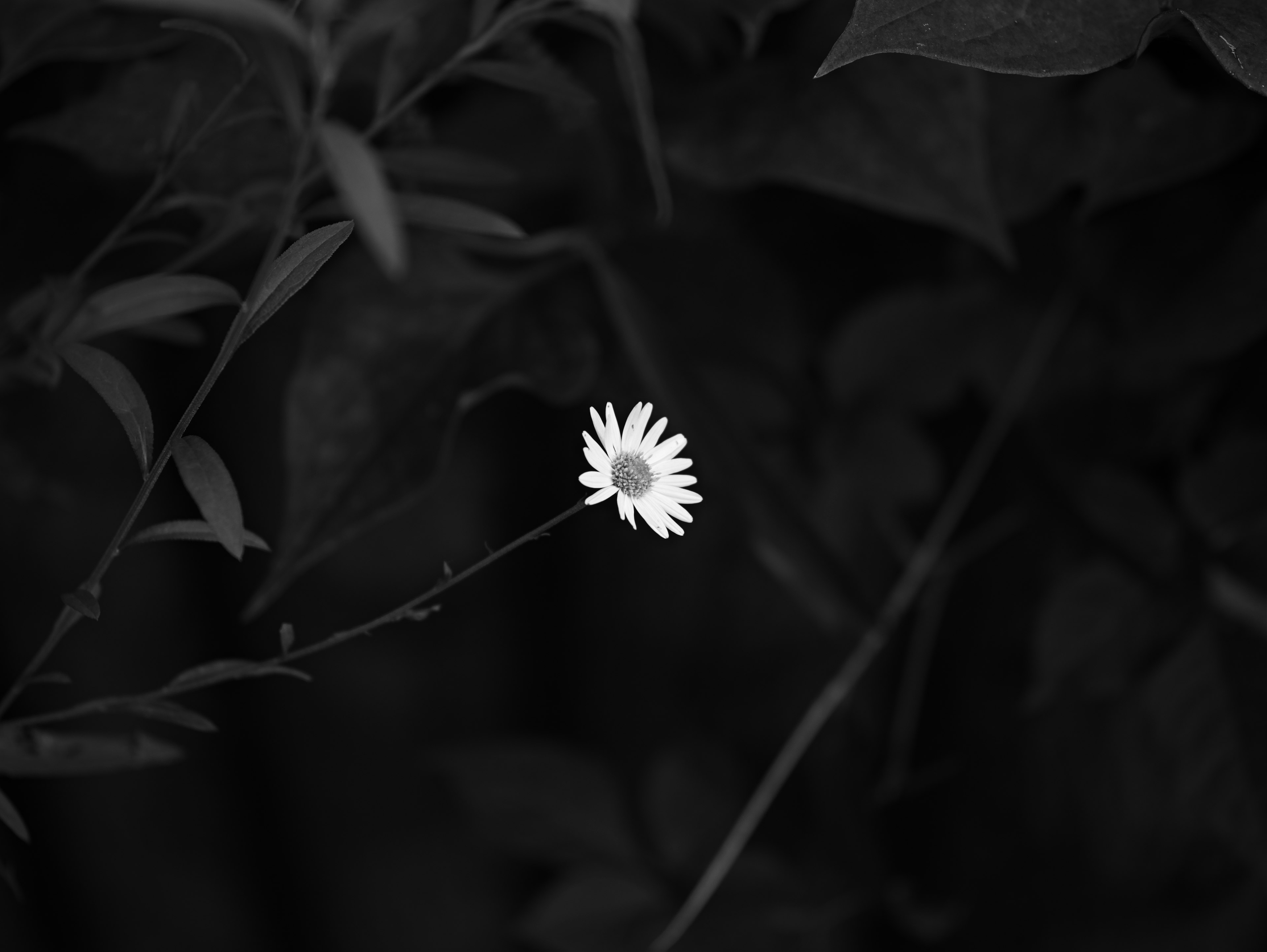 A white flower stands out against a dark background in monochrome