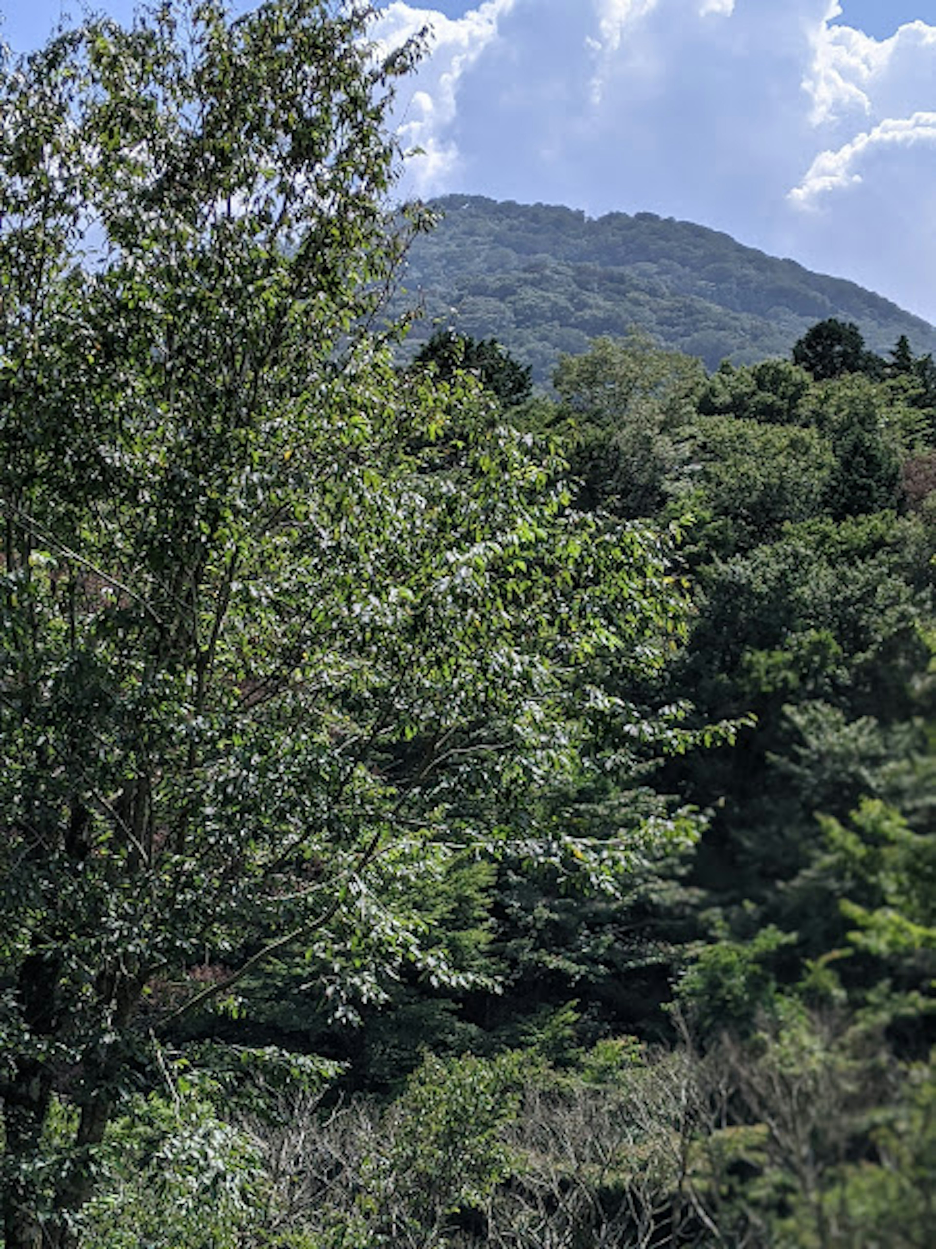 Malersicher Blick auf grüne Bäume und einen entfernten Berg