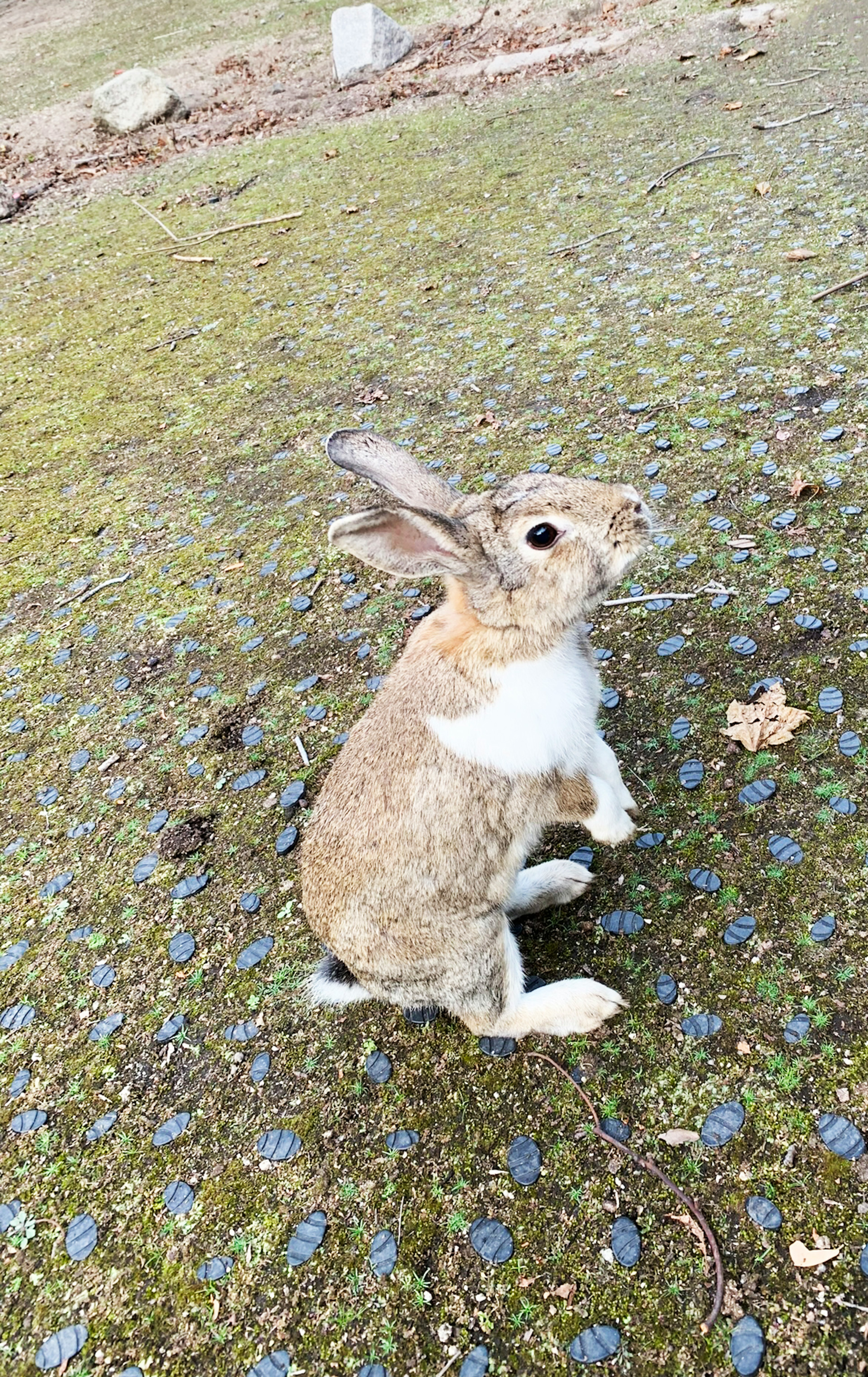 灰色と白のウサギが地面に立っている