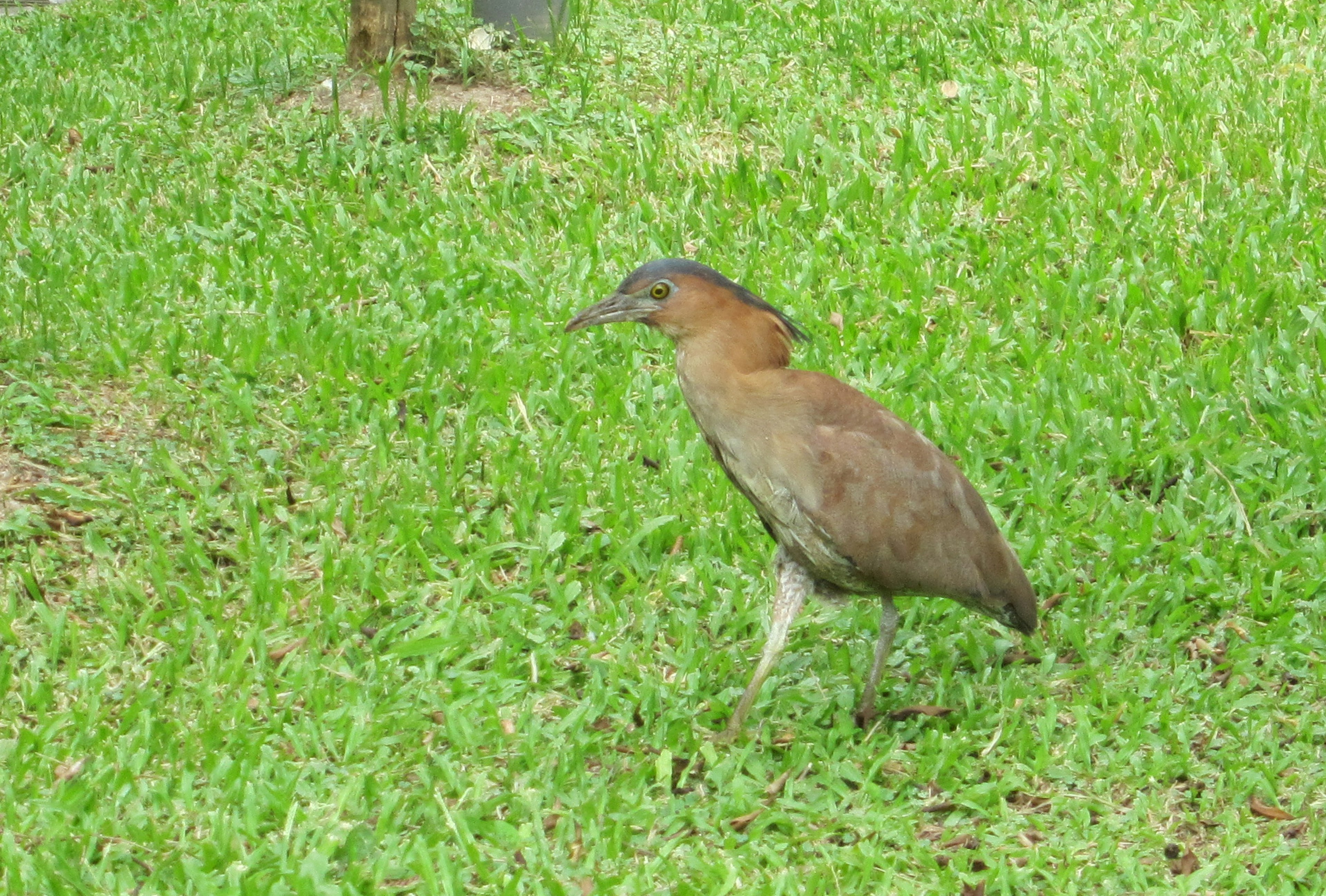 Ein Vogel, der auf grünem Gras mit braunen Federn und einem grauen Kopf läuft