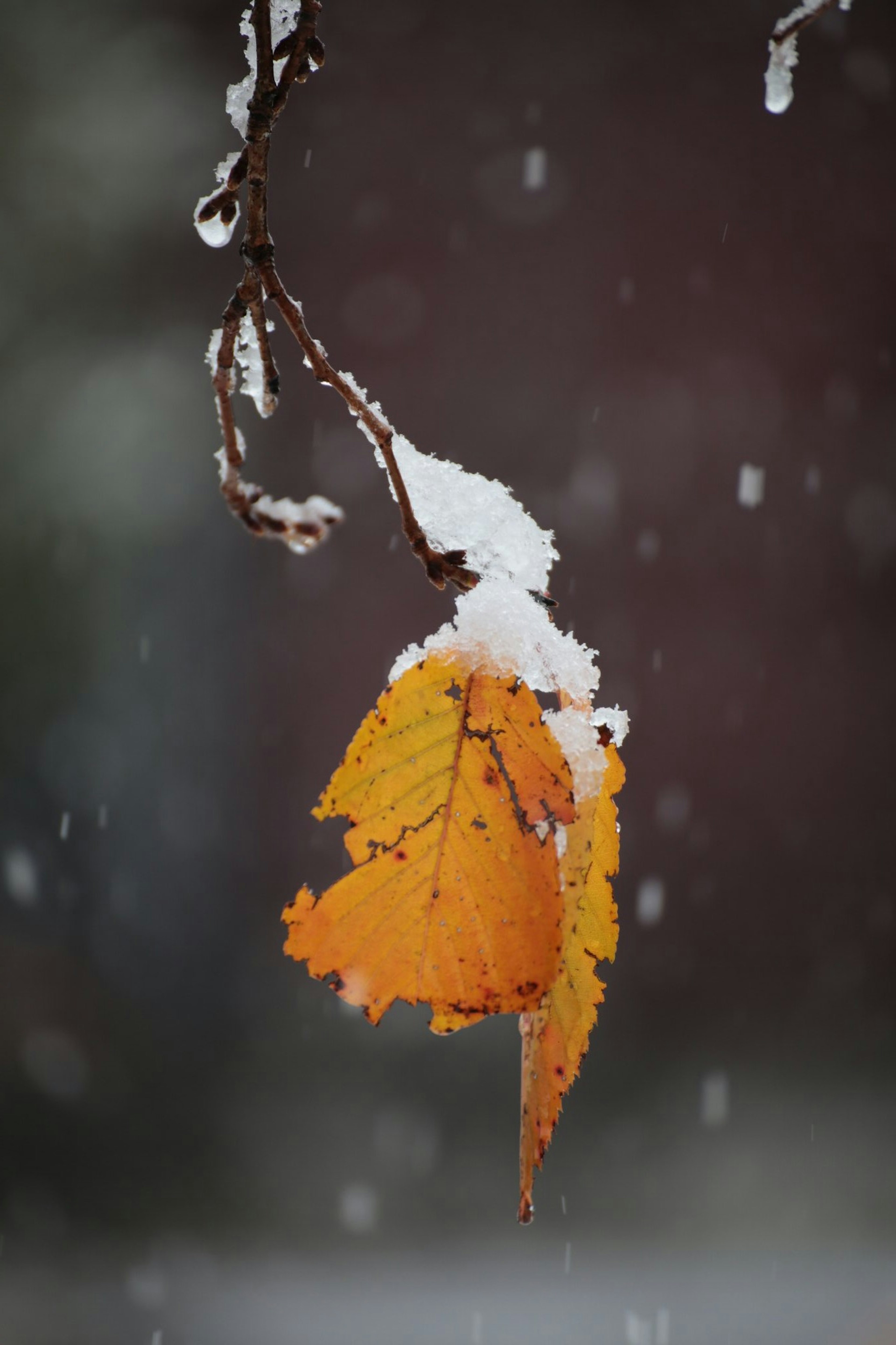 Hoja naranja colgando en la nieve con copos cayendo