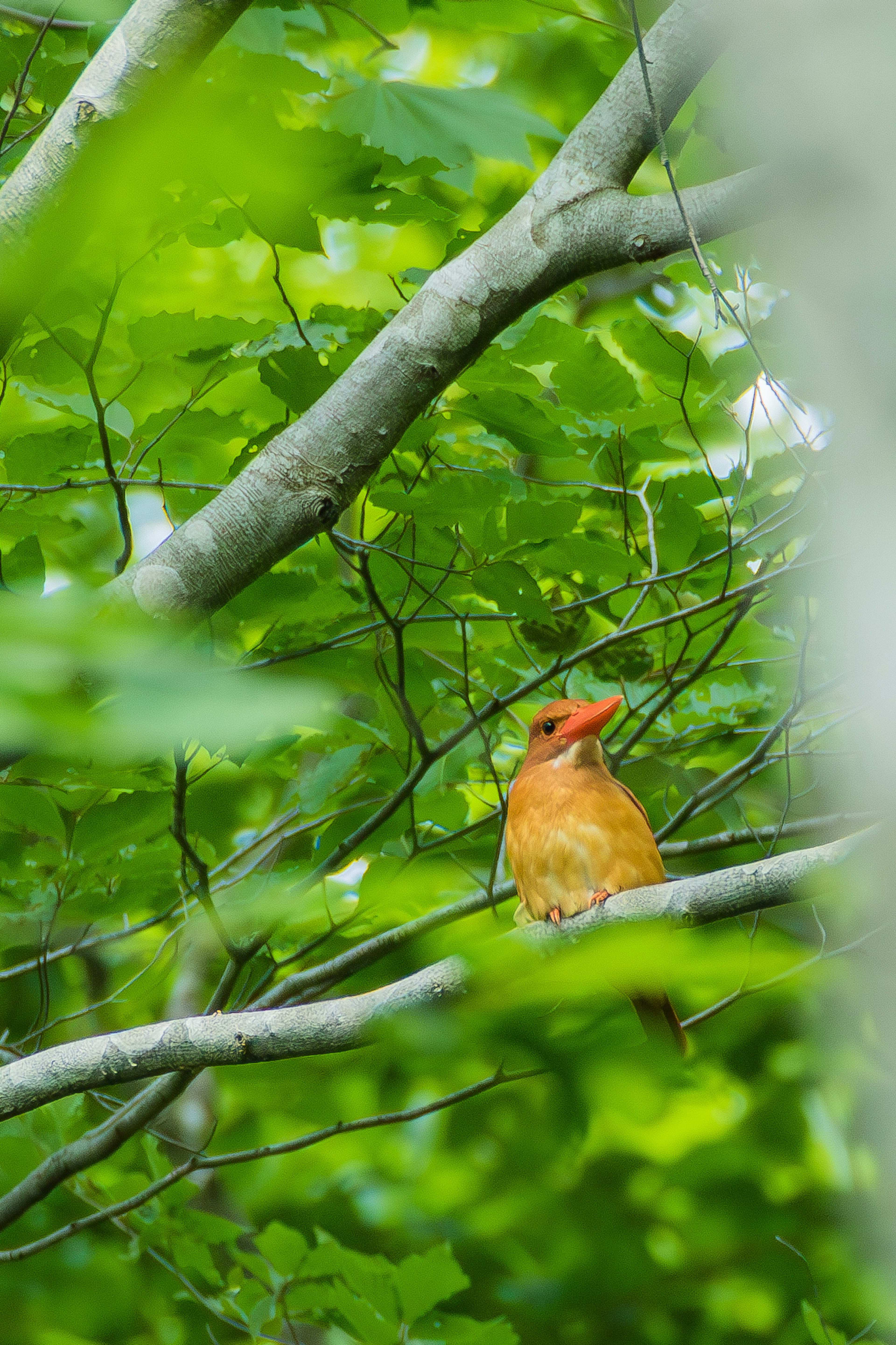 Orange bird perched among green trees