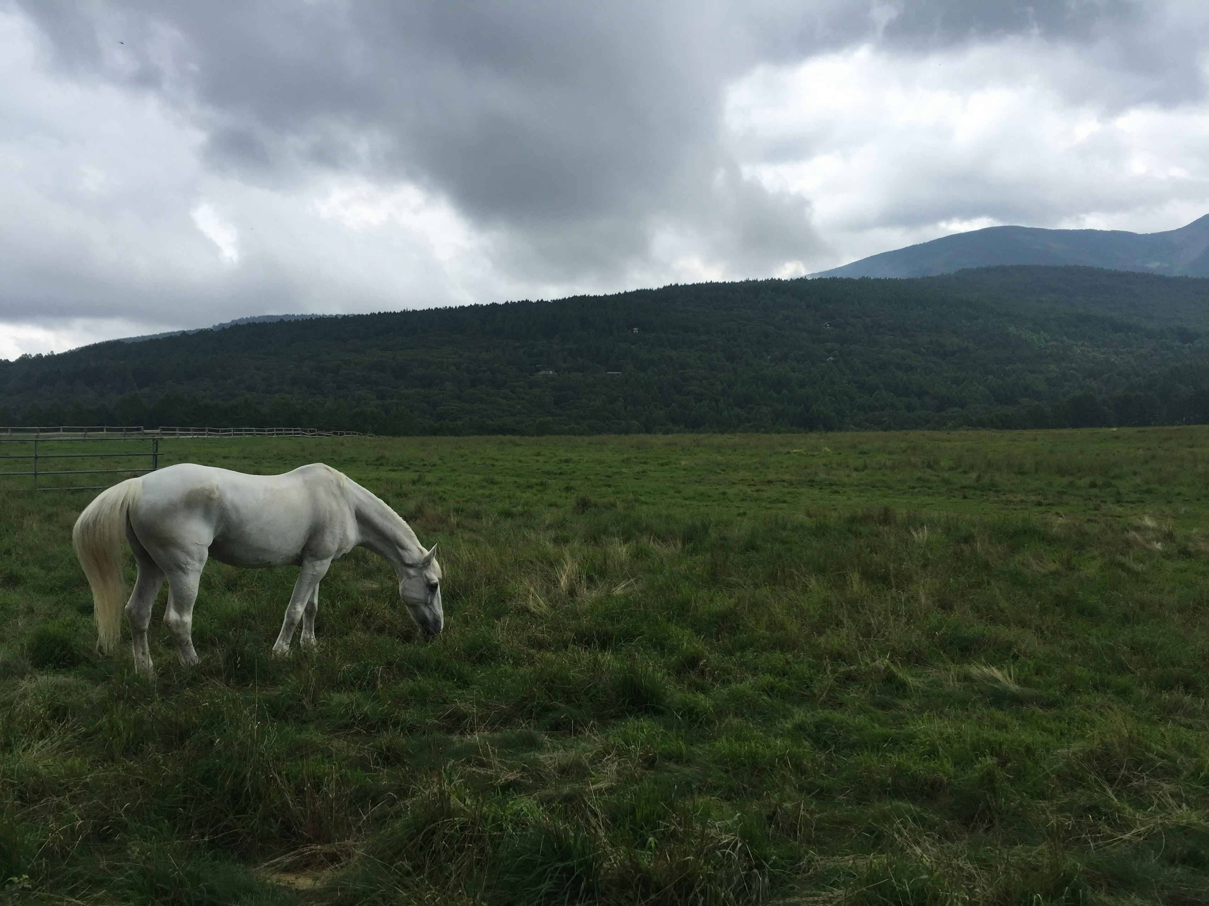 Seekor unicorn putih merumput di ladang rumput dengan latar belakang pegunungan